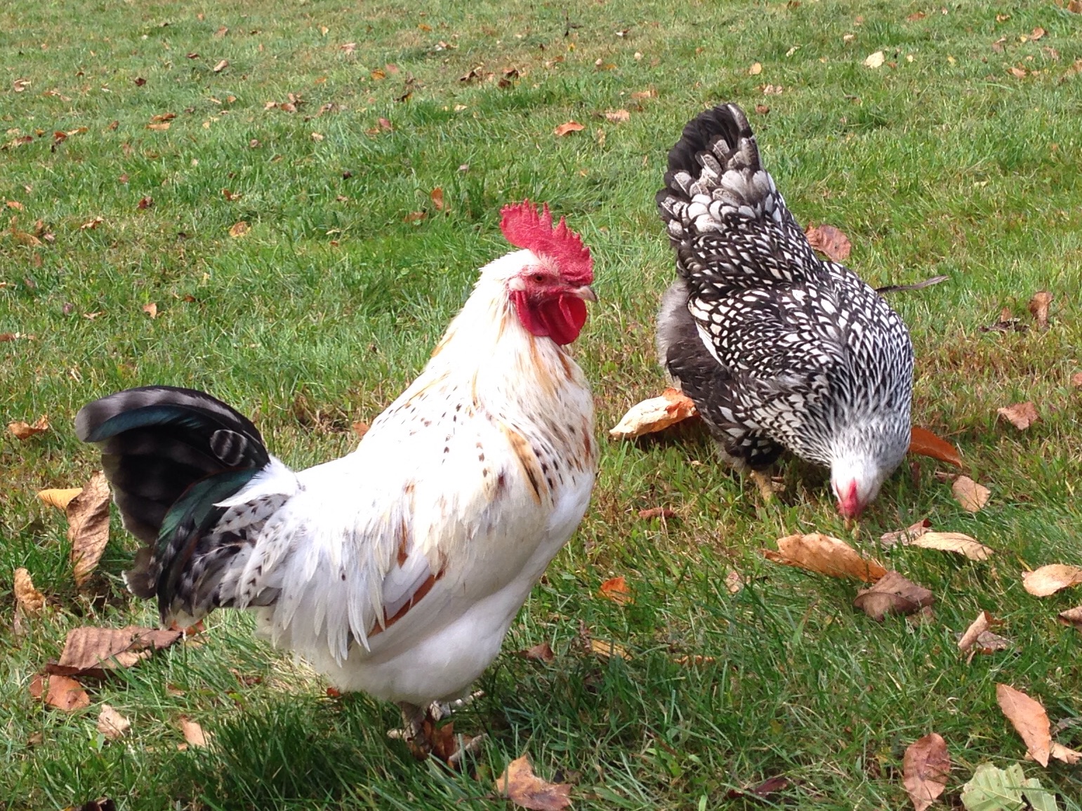 Our rooster colonel sanders