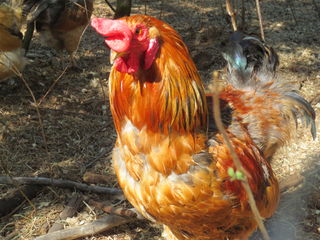 Our rooster, copper. He is a real chicken! He loves to do his warning noise and run into the coop. He is not a protective rooster!!!