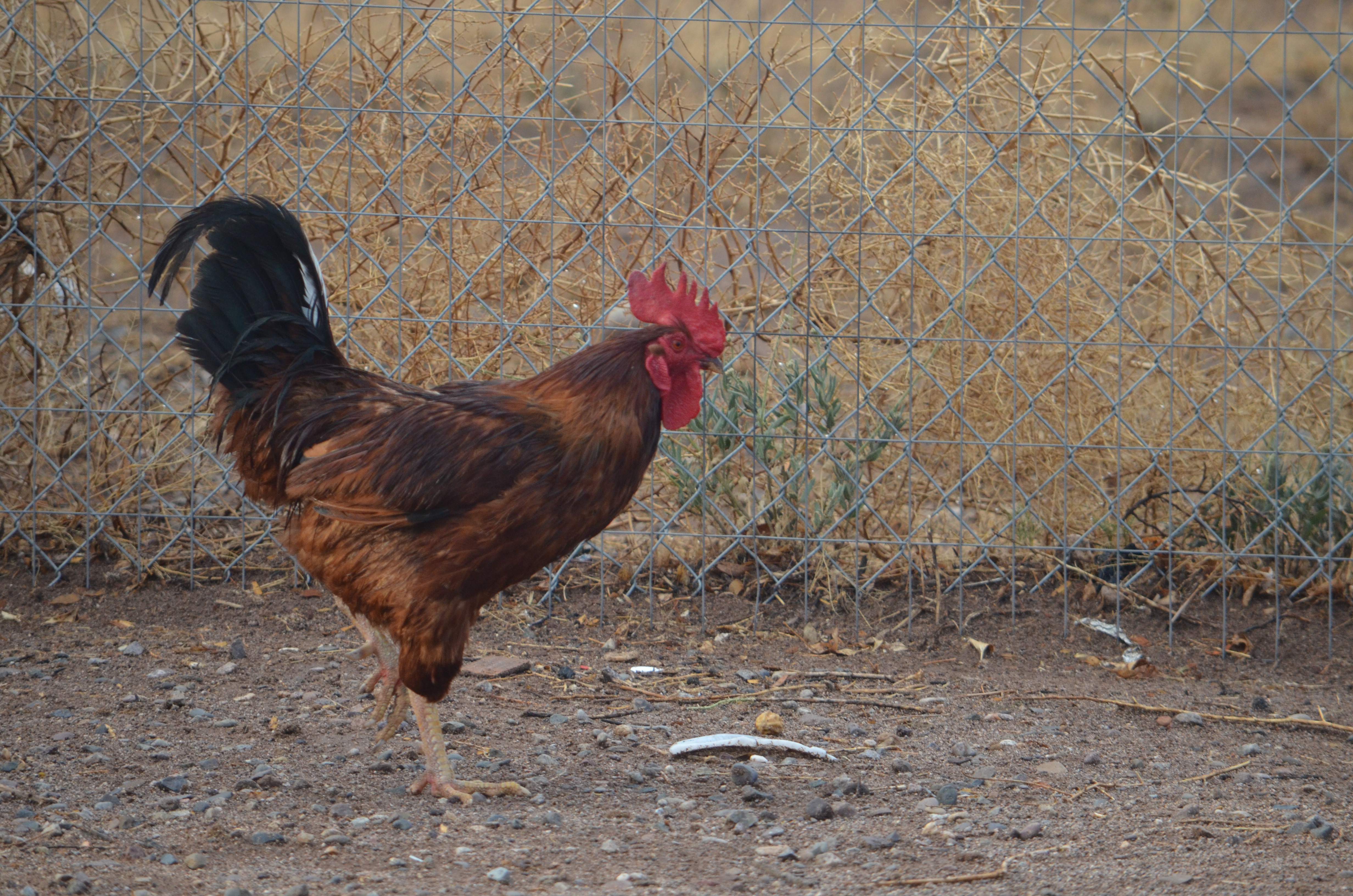 Our rooster Jeffersonian