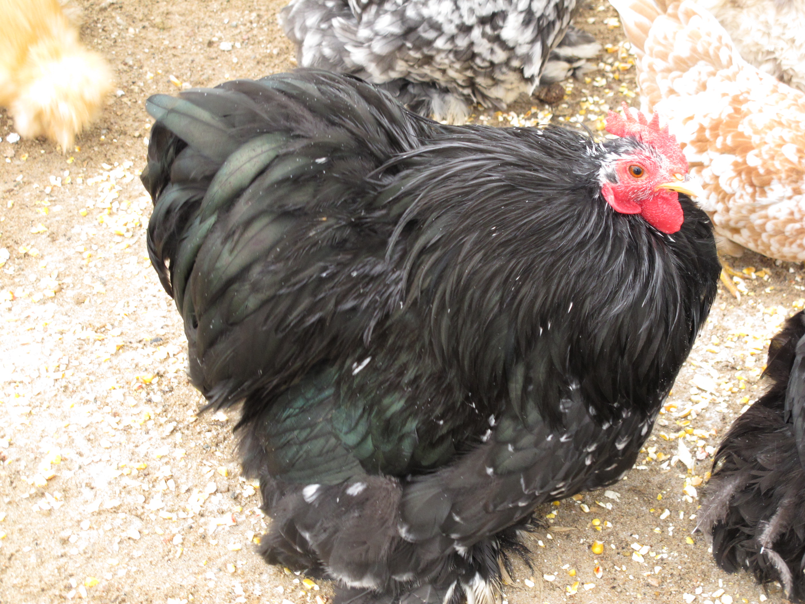 Our rooster Orion