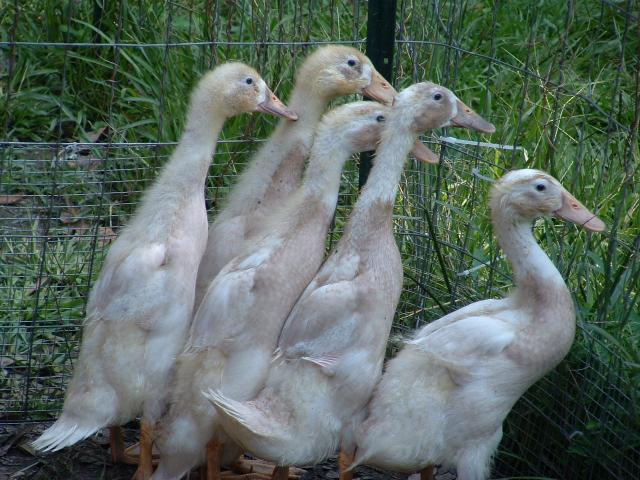 Our Runner ducks, Wadell, Buttercrunch, Puddles, Paddles, and P Ducky at 4 weeks.