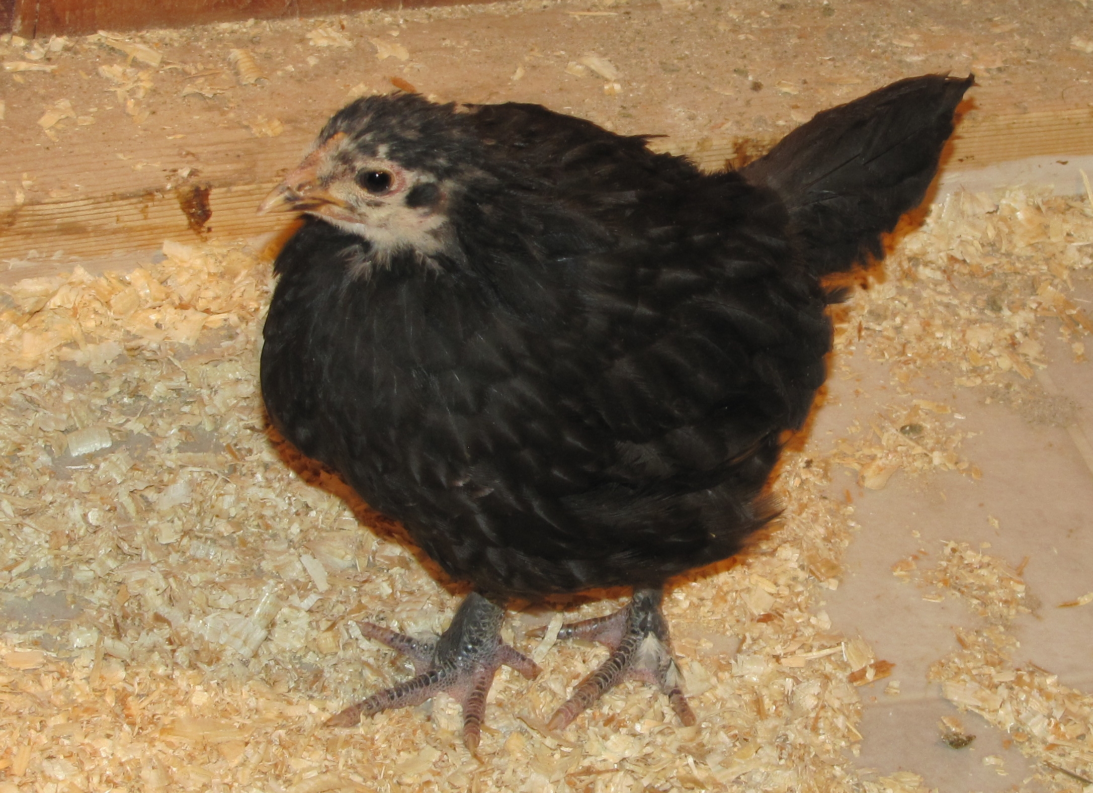 our runt Black Langshan