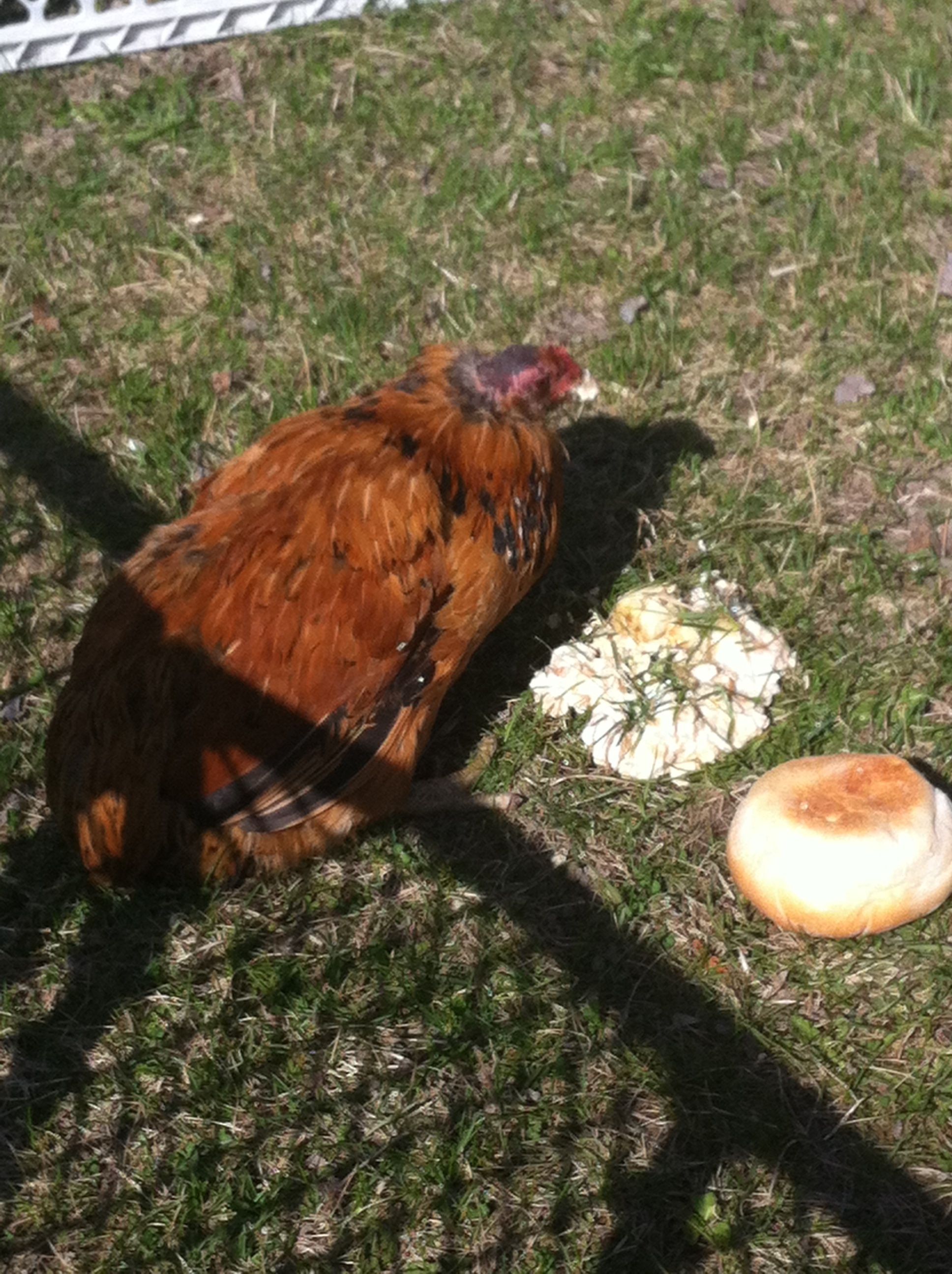 Our sad chick still in shock eating some oatmeal
