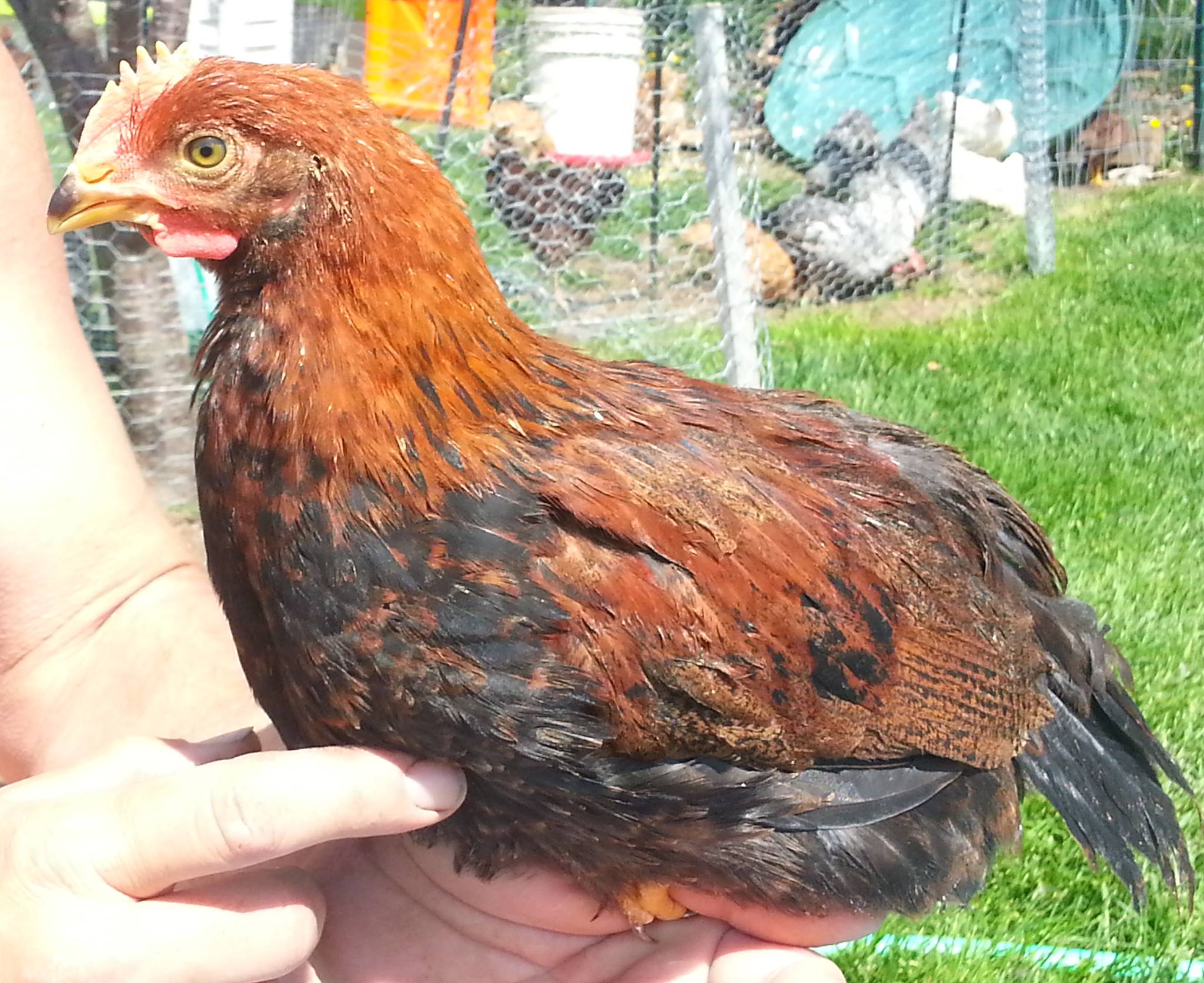 Our Sandhill Welsummer cockerel today