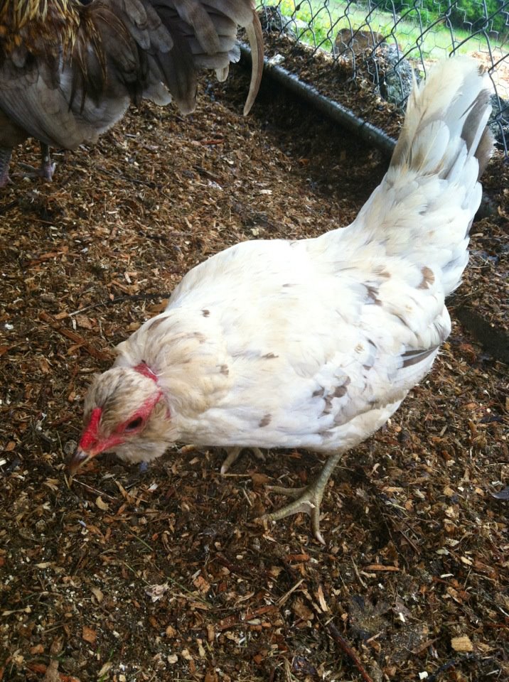 Our Scar-lett.  Notice the scar on her head.  The story is that she was attacked by a hawk a while back, who managed to do quite a bit of damage before she was rescued by her former owners.  She's a real sweetie, and has been a welcome addition to the Funny Farm flock.