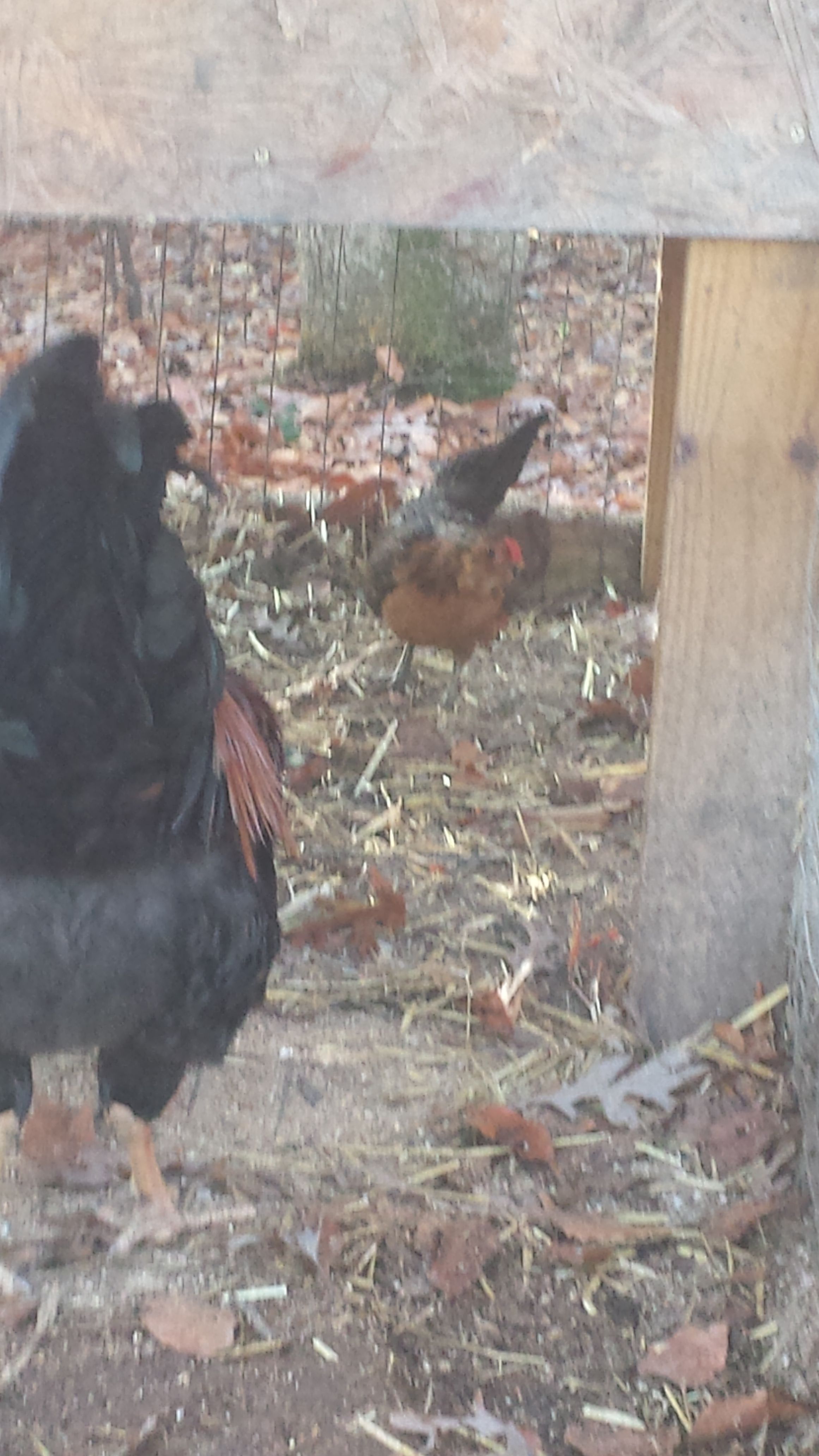 Our second bantam Merry, she's not so much shy as just to busy to stop and say hi. Our valiant hunter of the flock she's always running about.