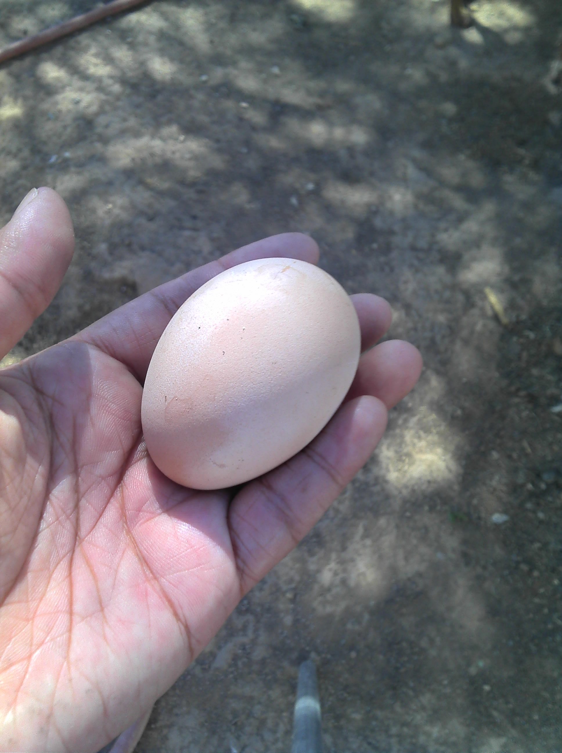 Our second egg from ruby...she always lays jumbo eggs and very yummie..