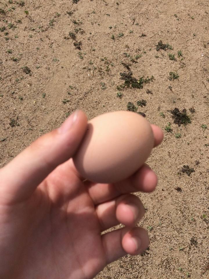 Our second egg!