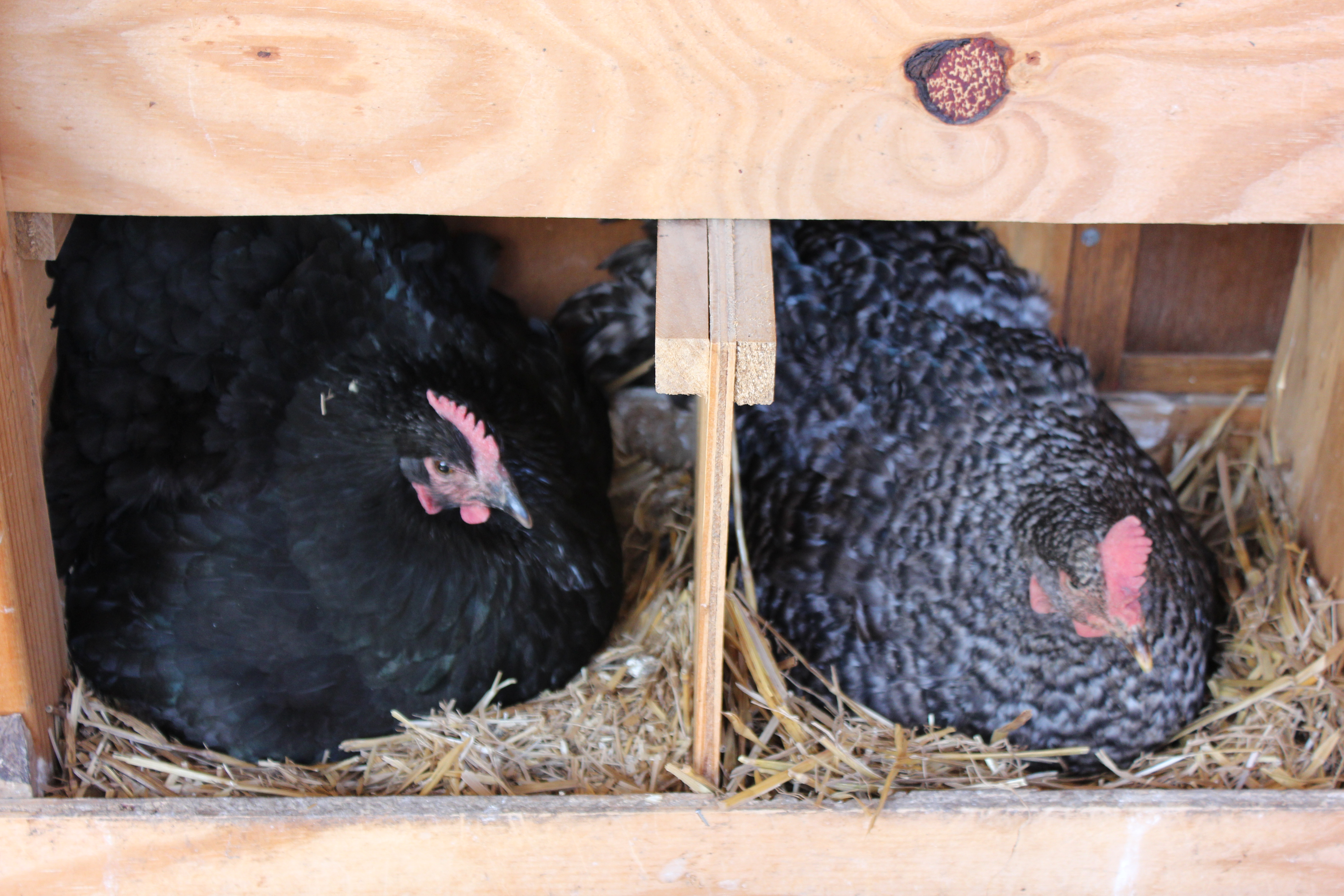 Our setting hens