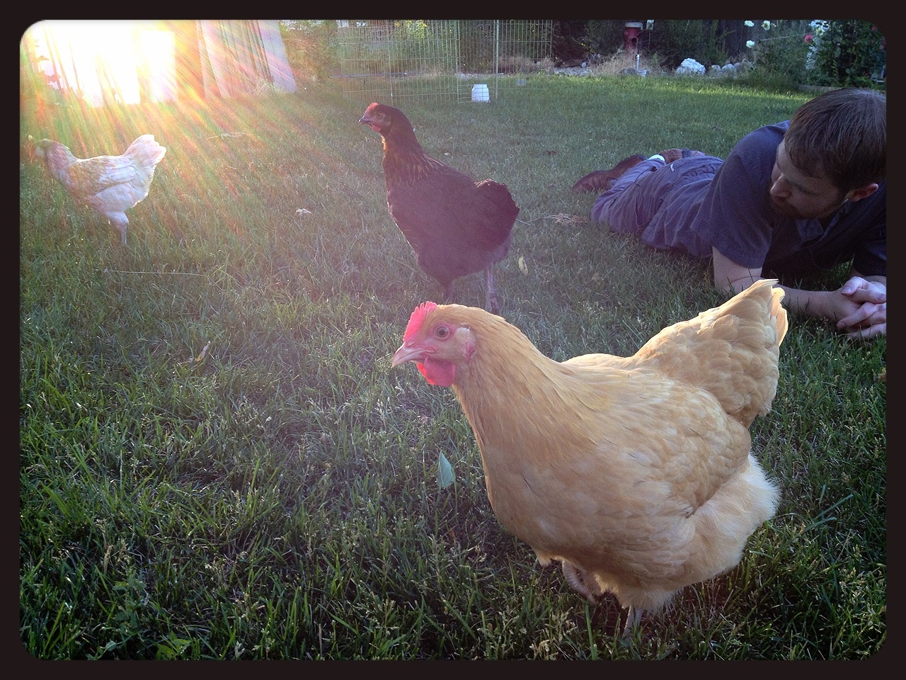 Our shy Ameraucana to the left; our Black Copper Maran (from what we've been told) at the top middle; and our buff orpington at the bottom middle.