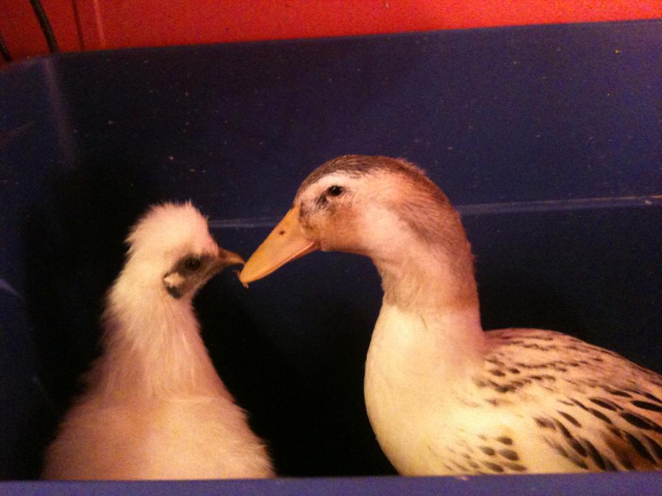 Our Silkie and duck