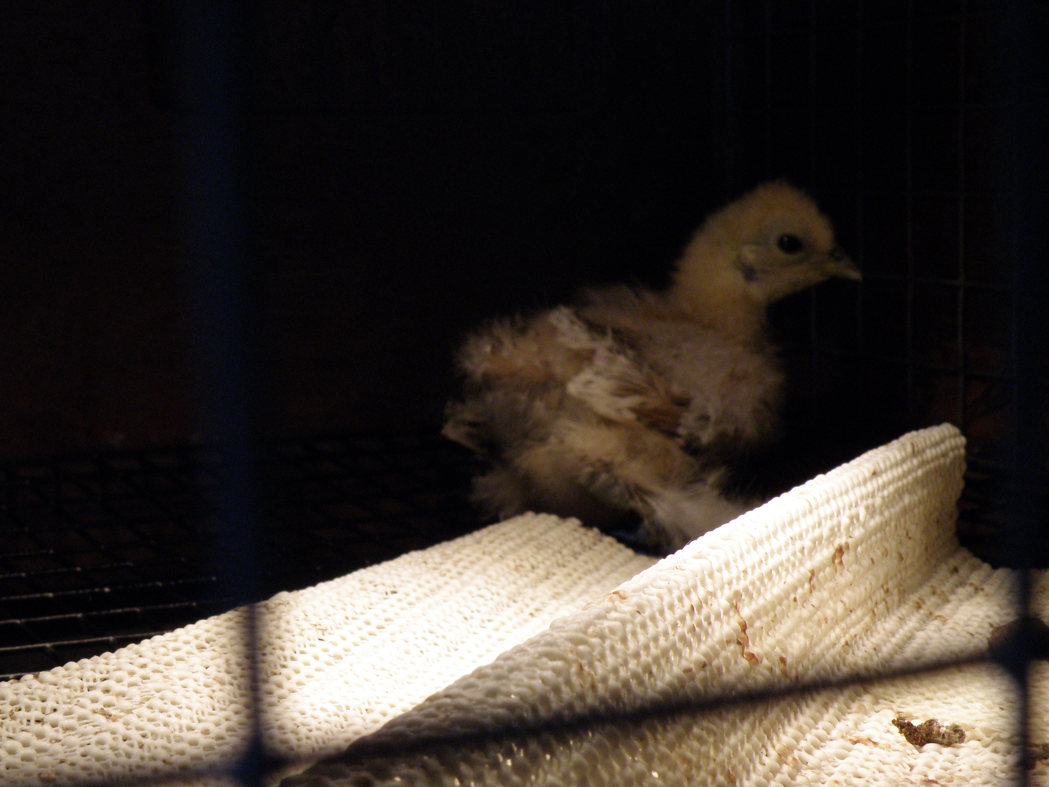 Our silkie "Noel"