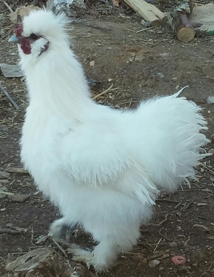 Our silkie rooster, Roger