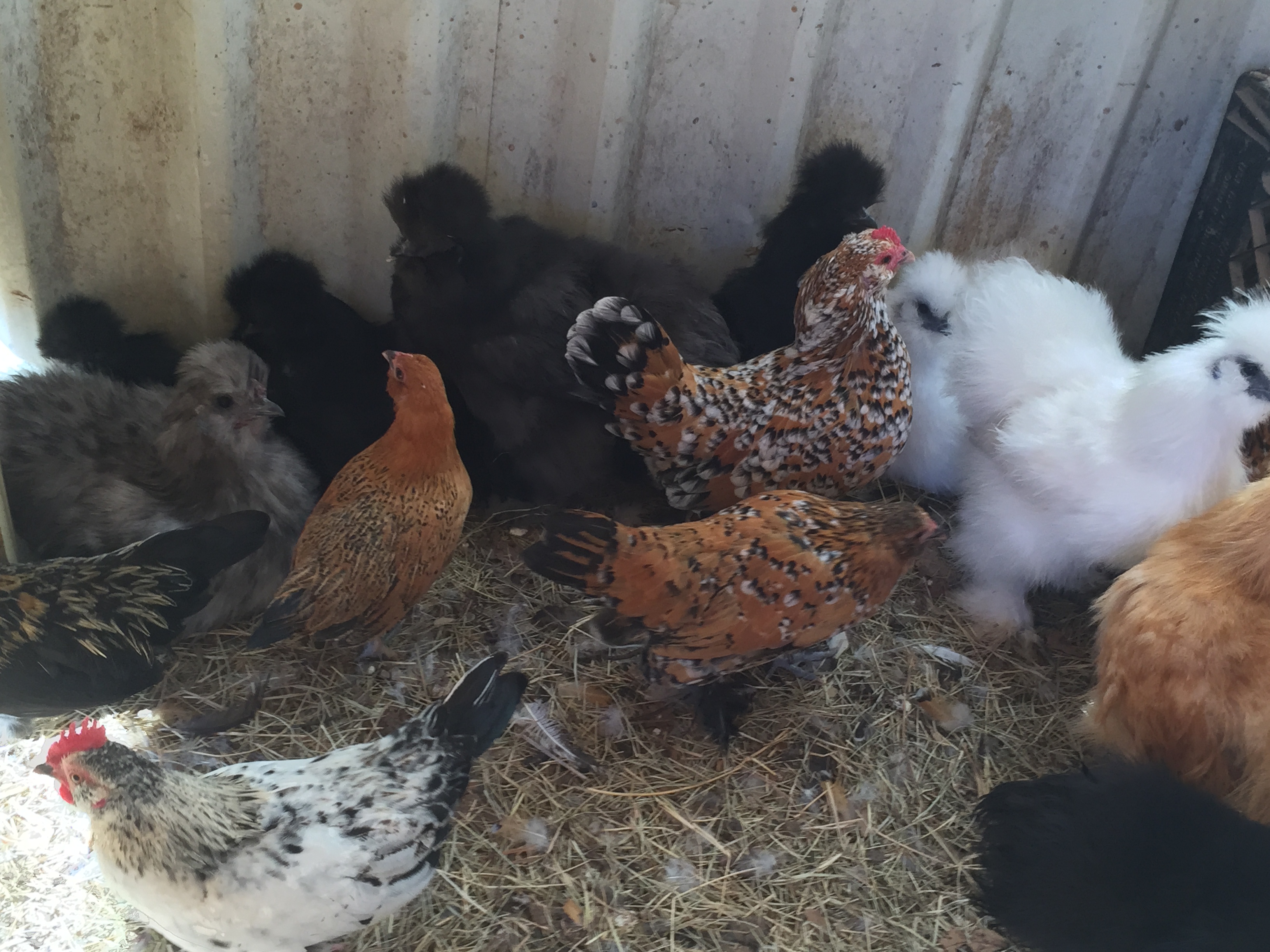 Our silkies from cackle along with one of our mille fluer hens and her chicks.