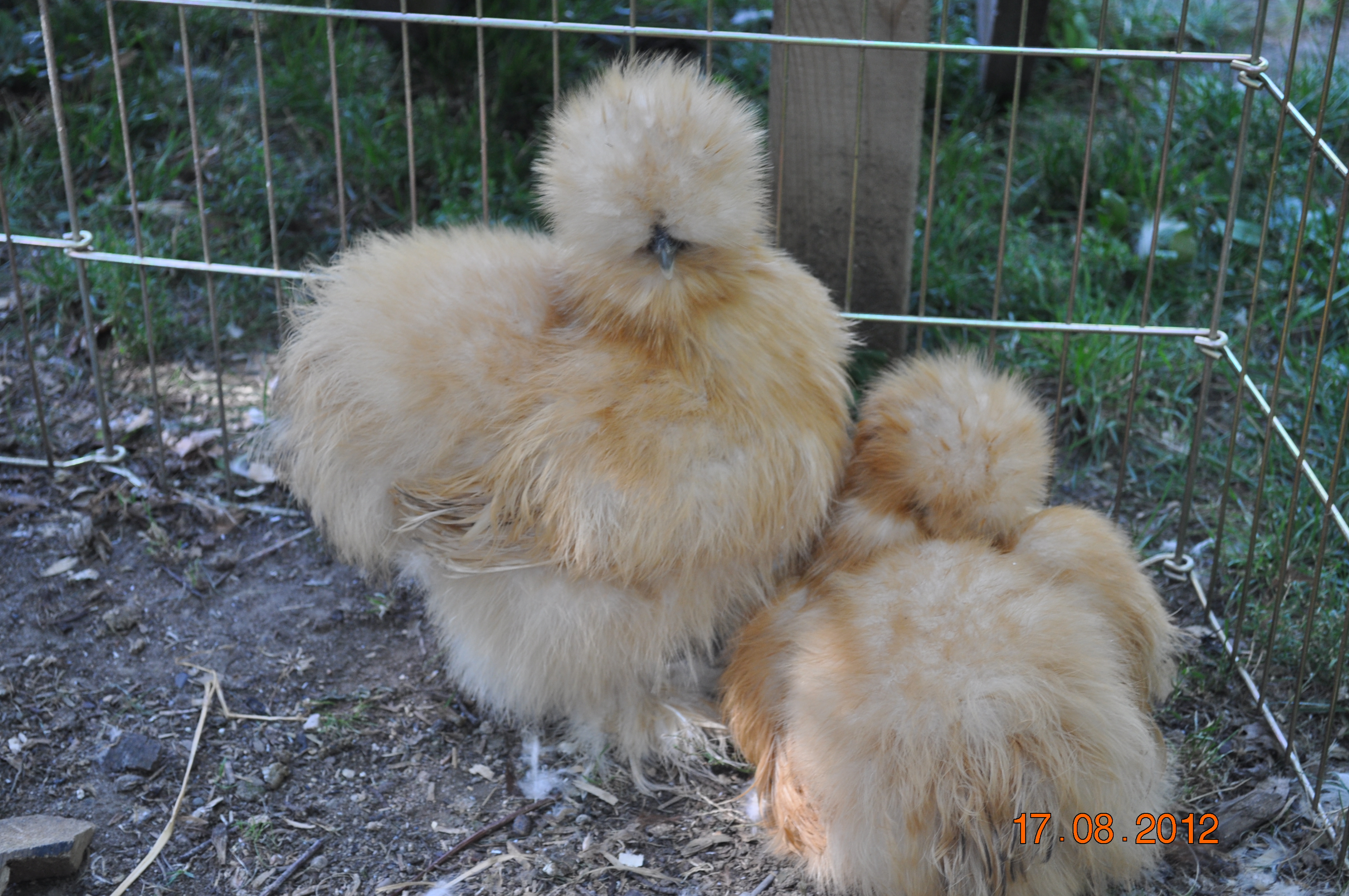 Our Silkies-