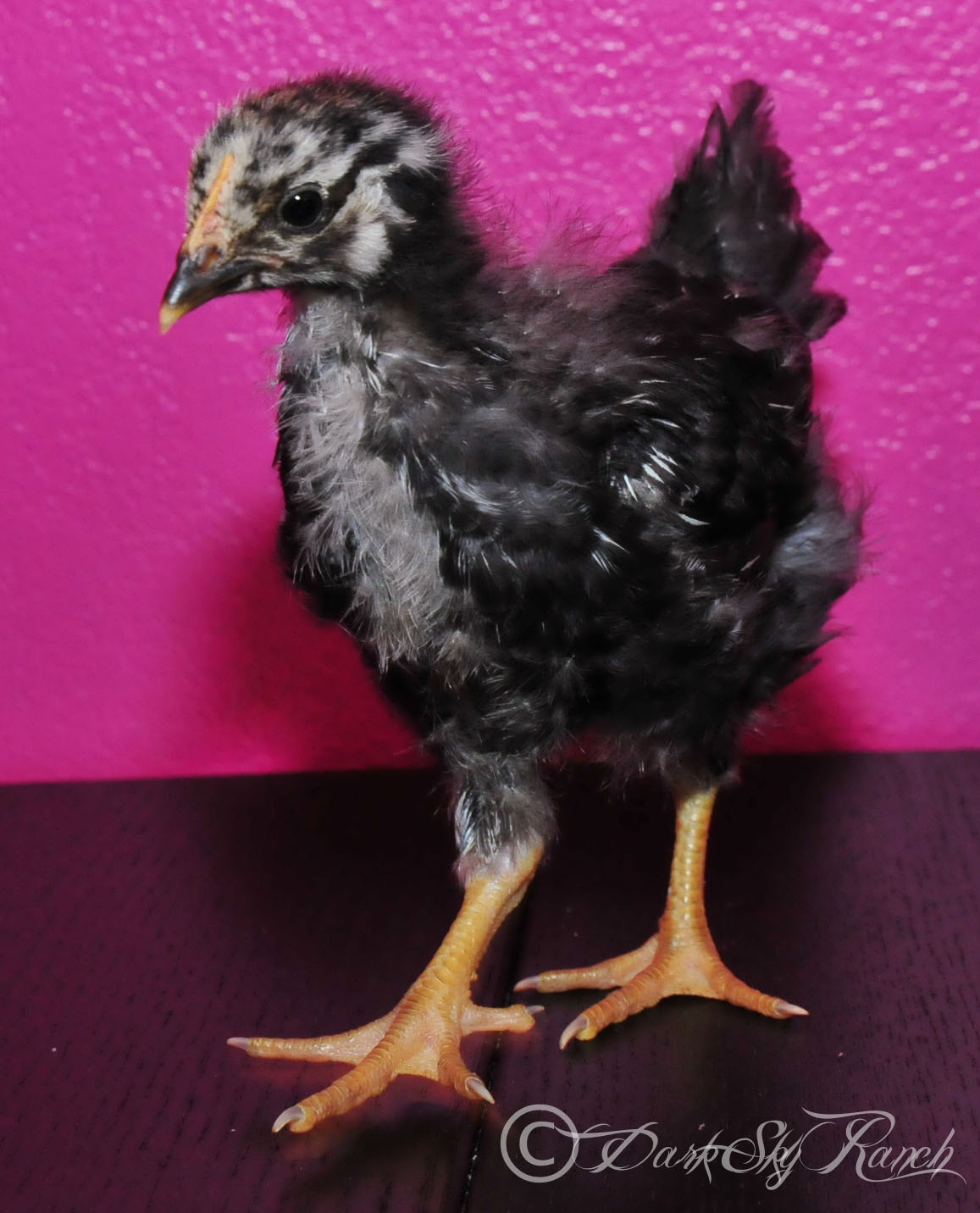 Our silver laced Wyandotte from Ideal, @3.5 weeks