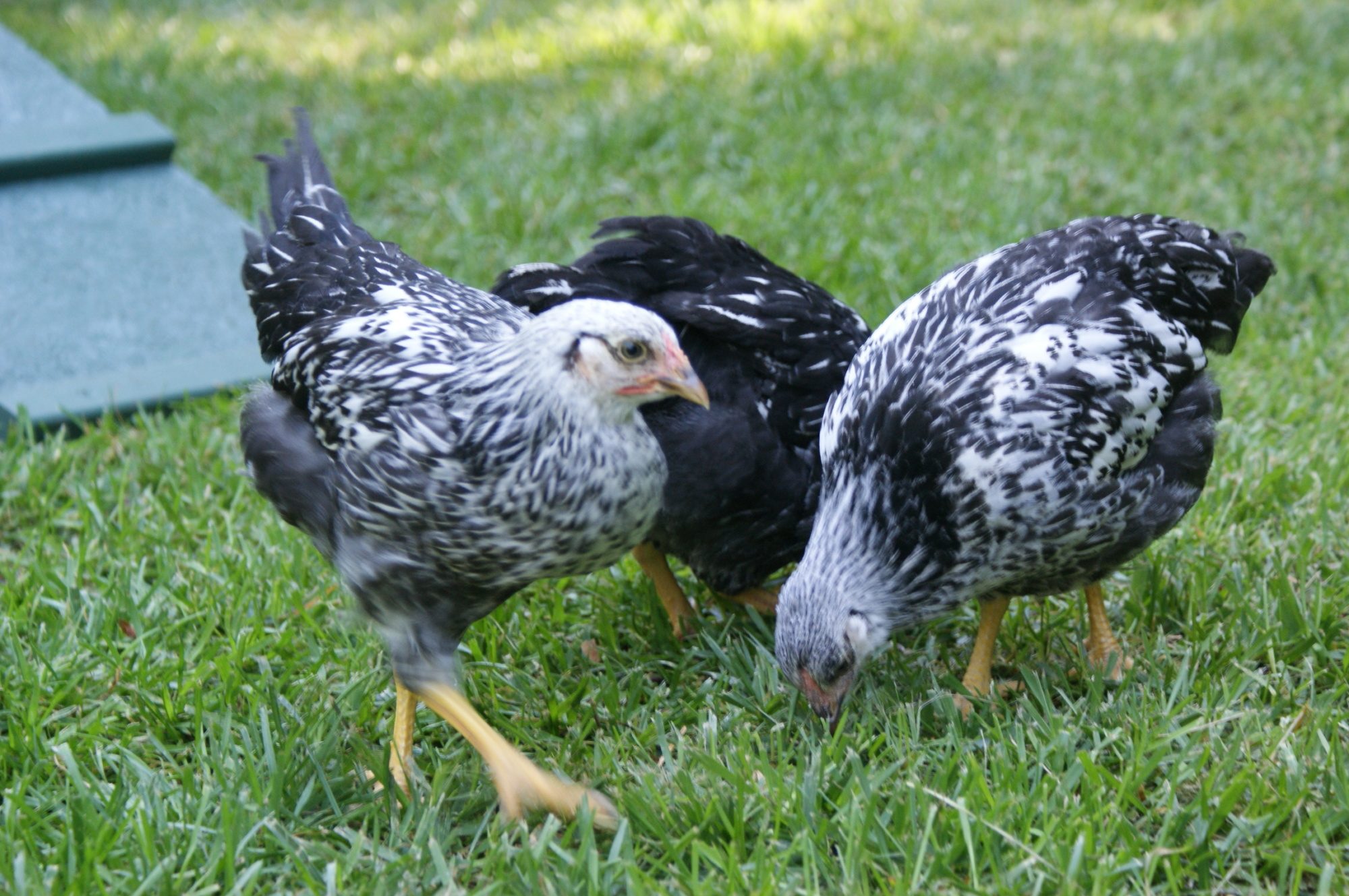 Our silver laced wyandottes.