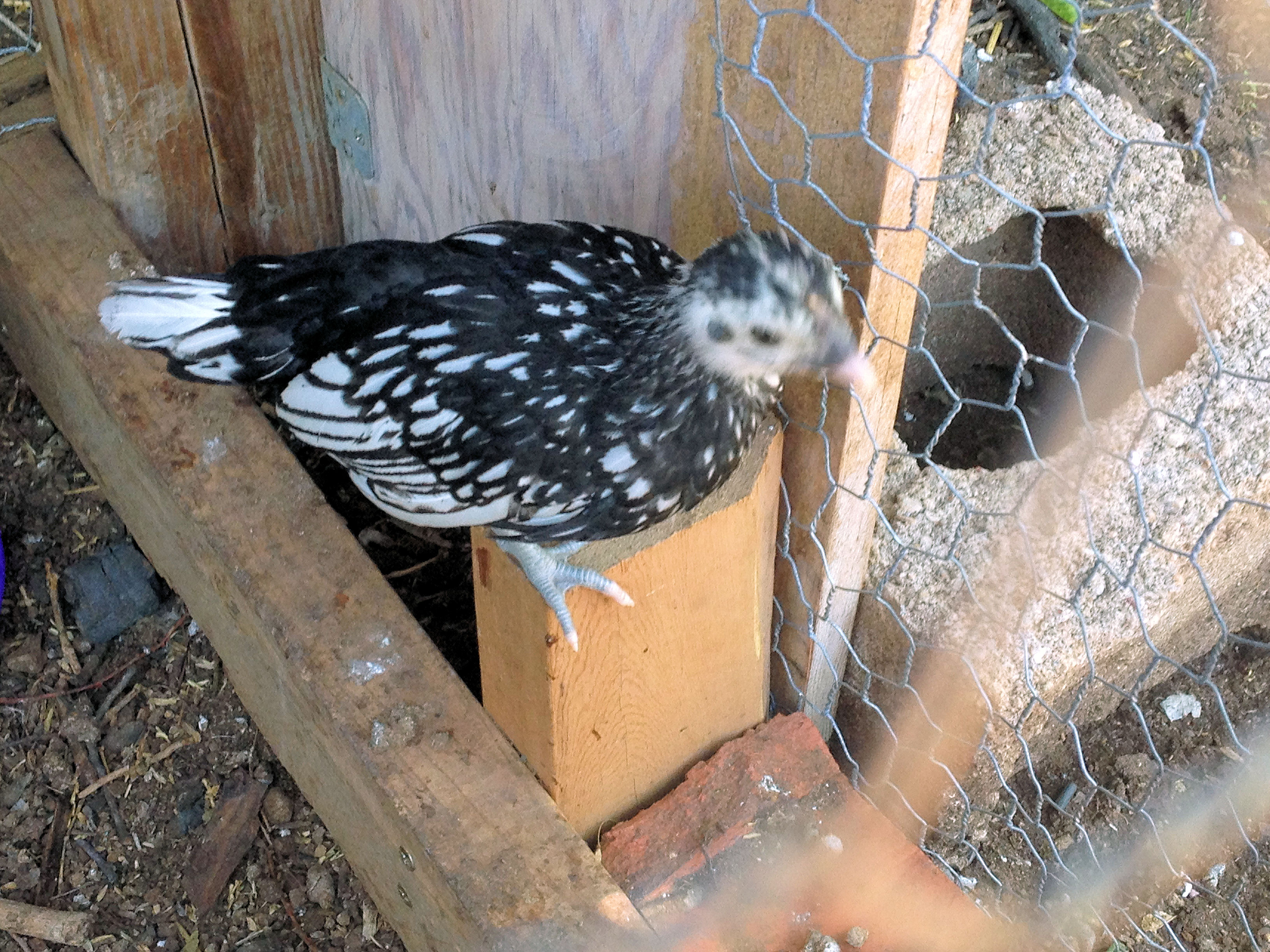 Our Silver Sebright (yet to be named also)