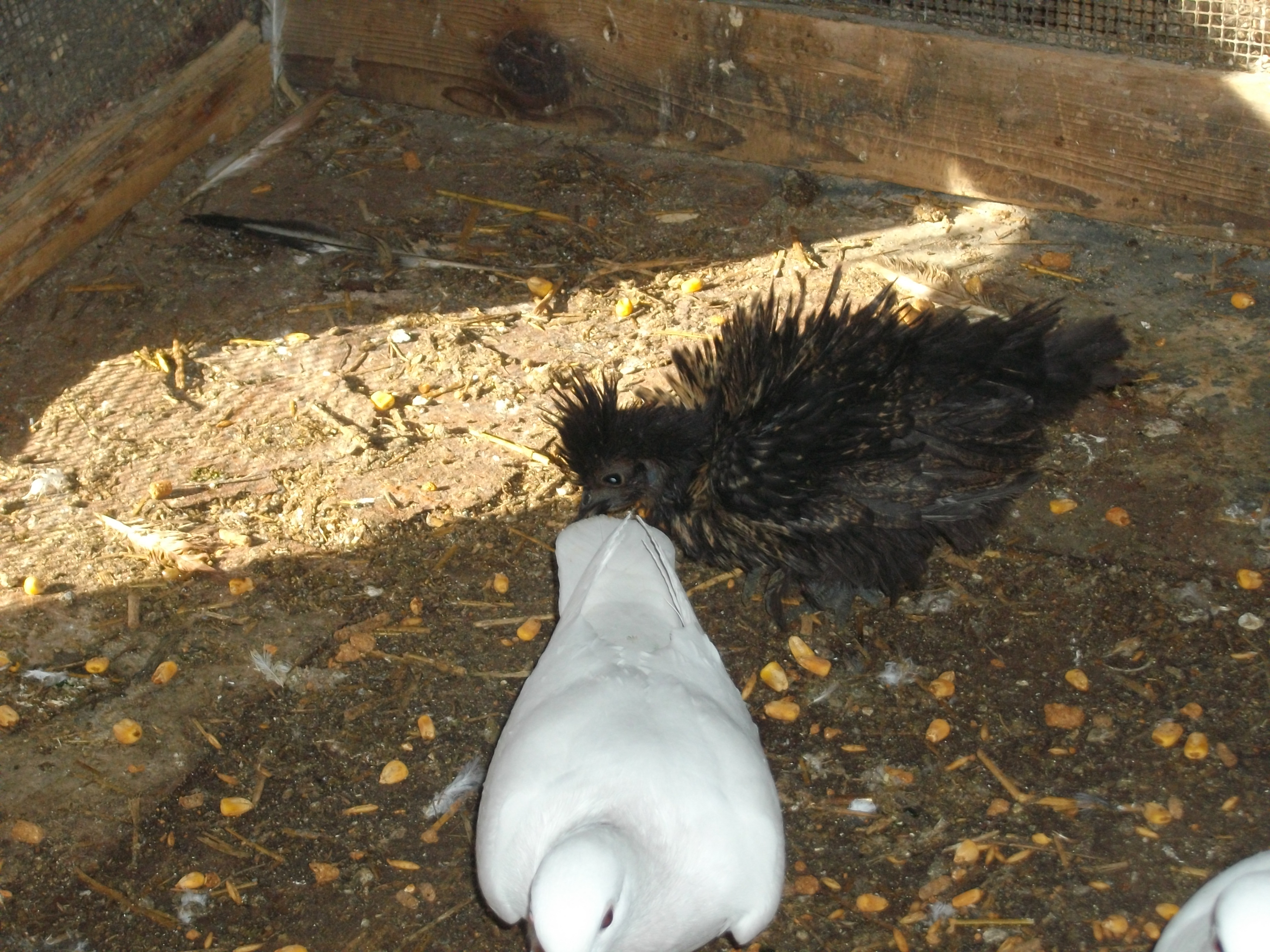 our Sizzle chick that we hatched this aug