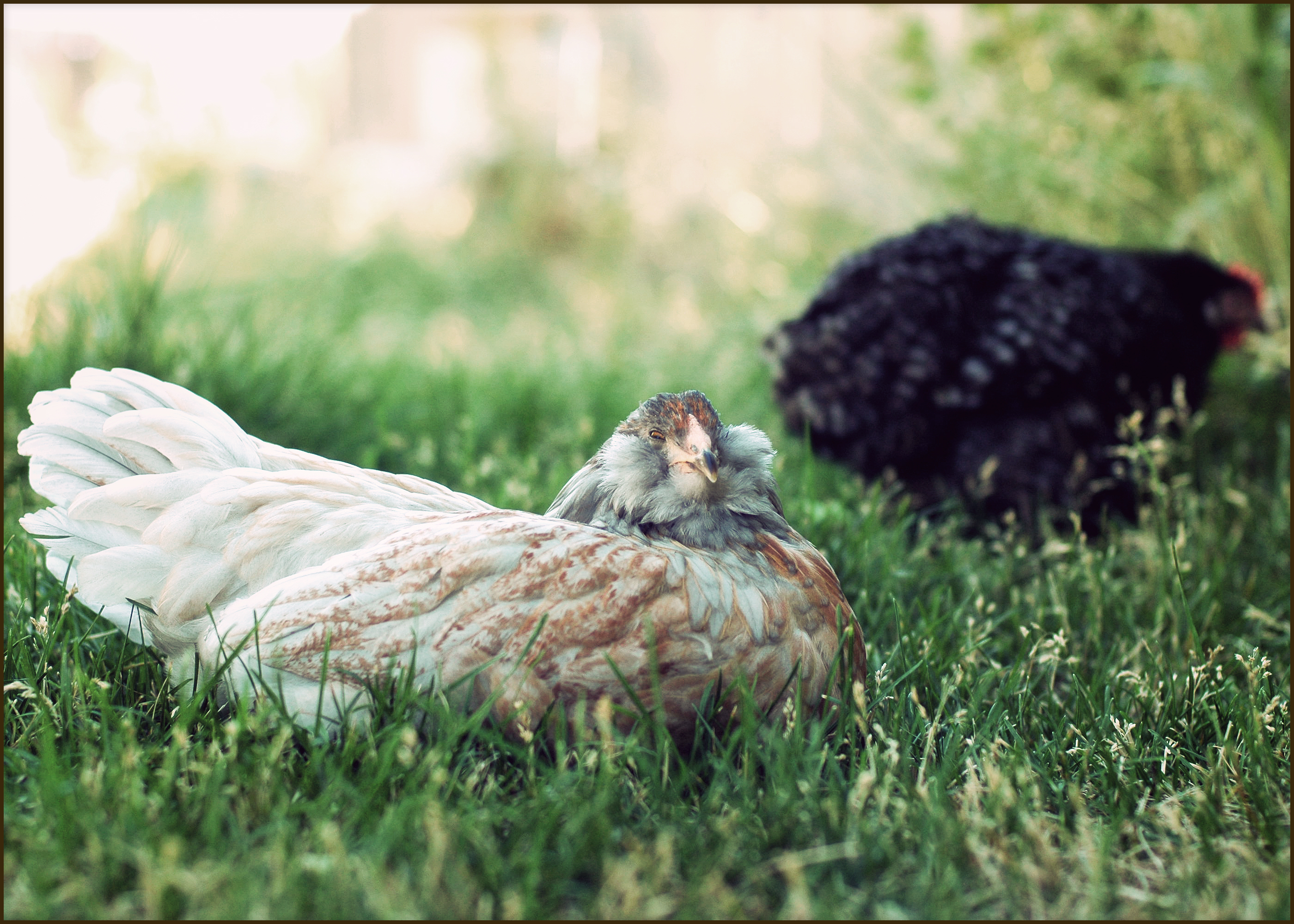 Our sleepy Ameraucana, and the barred Cochin behind her.