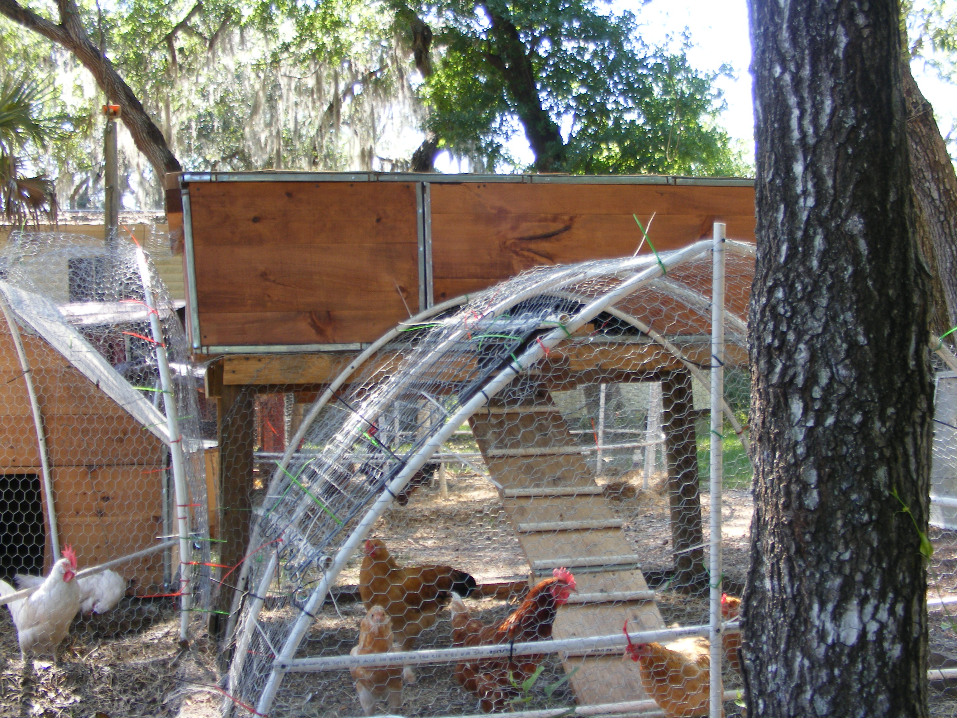 our stilt coop