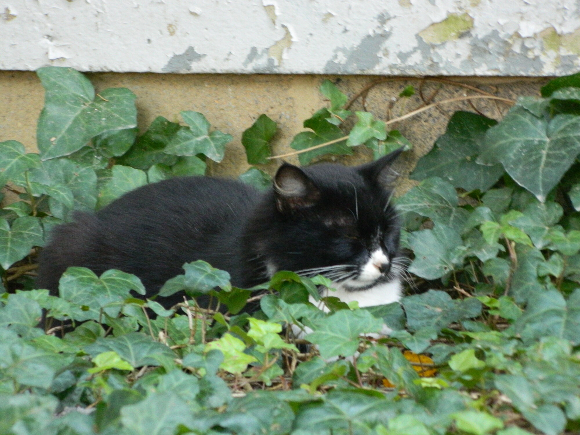 Our stray in the ivy