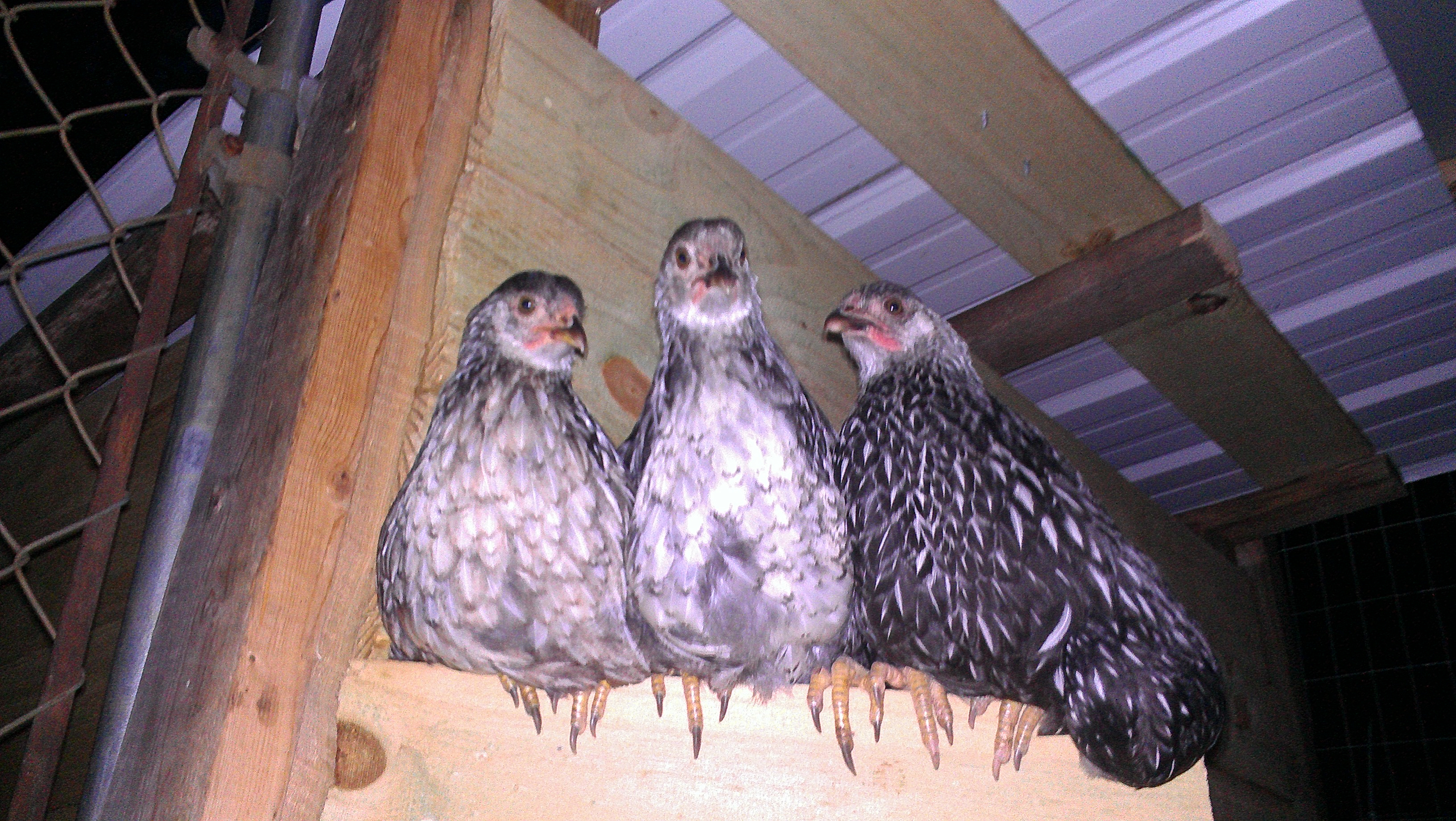 Our sweet babies at 8 weeks old.  So proud of them for learning to climb the ladder right into their coop in about 4 days!