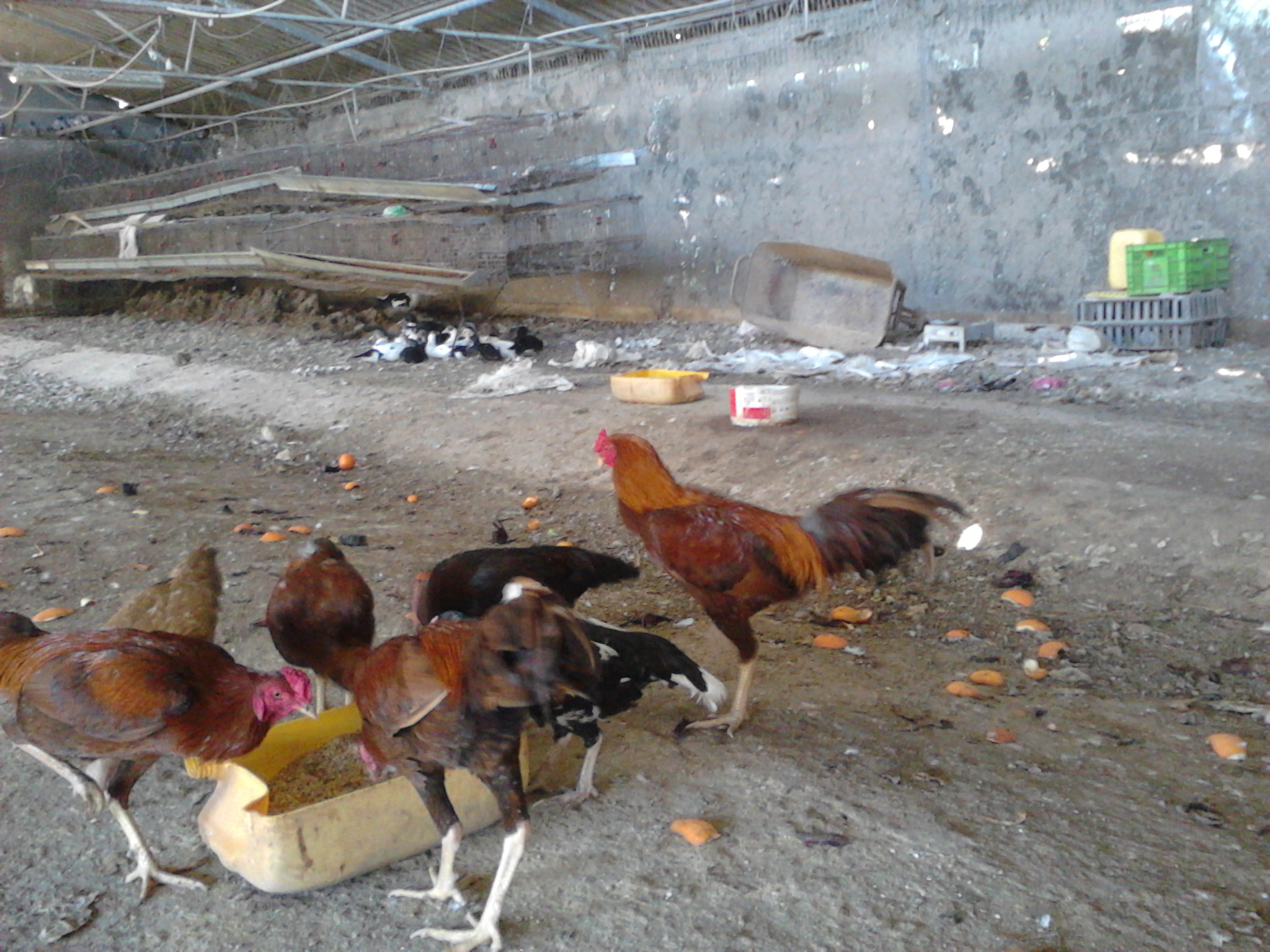 our thai roos- the hens are all brooding. berberi ducks off in the back =the black and white things... building is an unused egg battery coop; they are getting layer feed and veggies that we throw down for them to scratch and work with... plenty of room for them to run, as they do luuuuuuuuv to run and fly