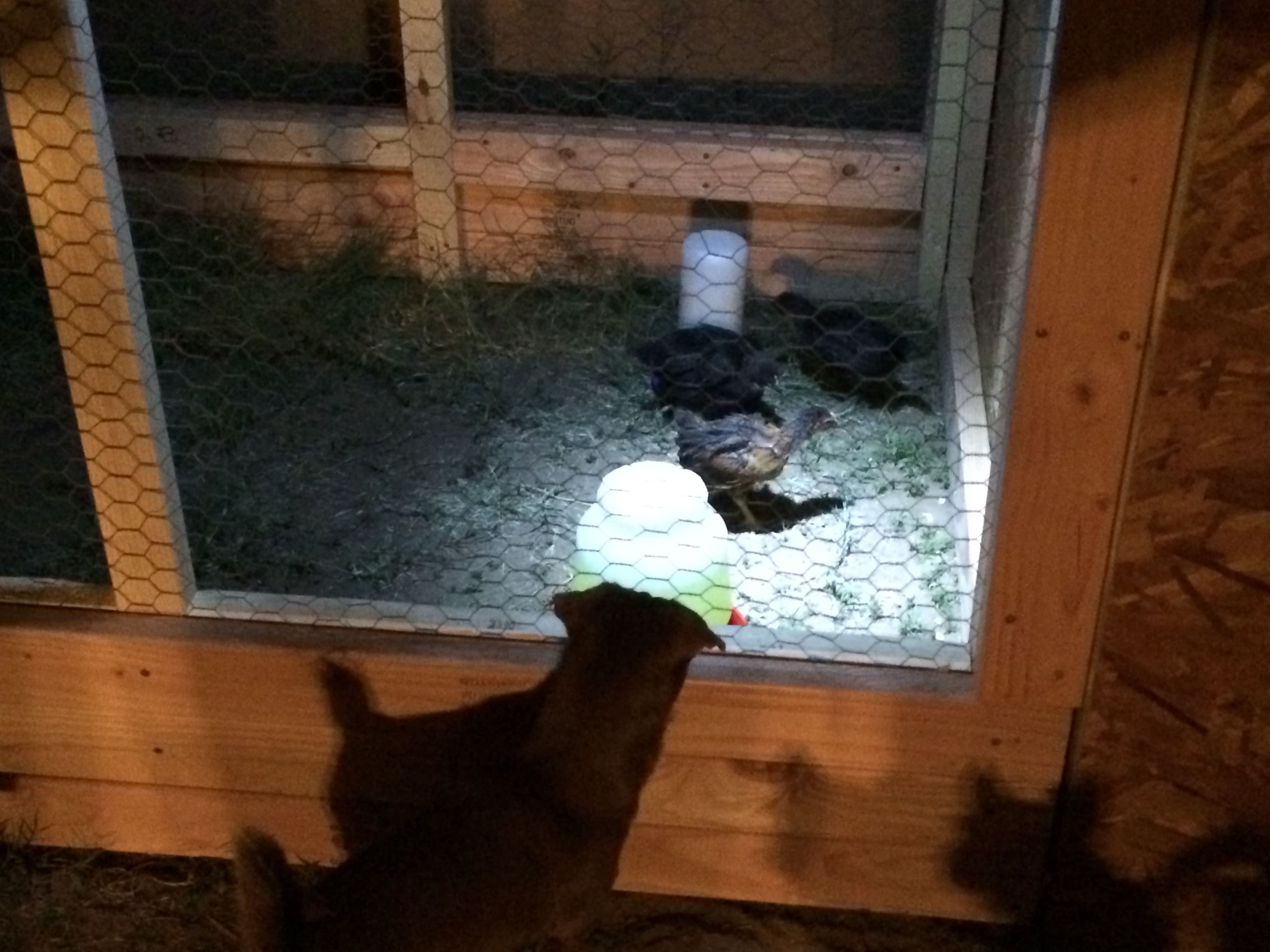 Our three 7 wk old (BSL) chickies in their new run. My puppies looking in inquisitively.