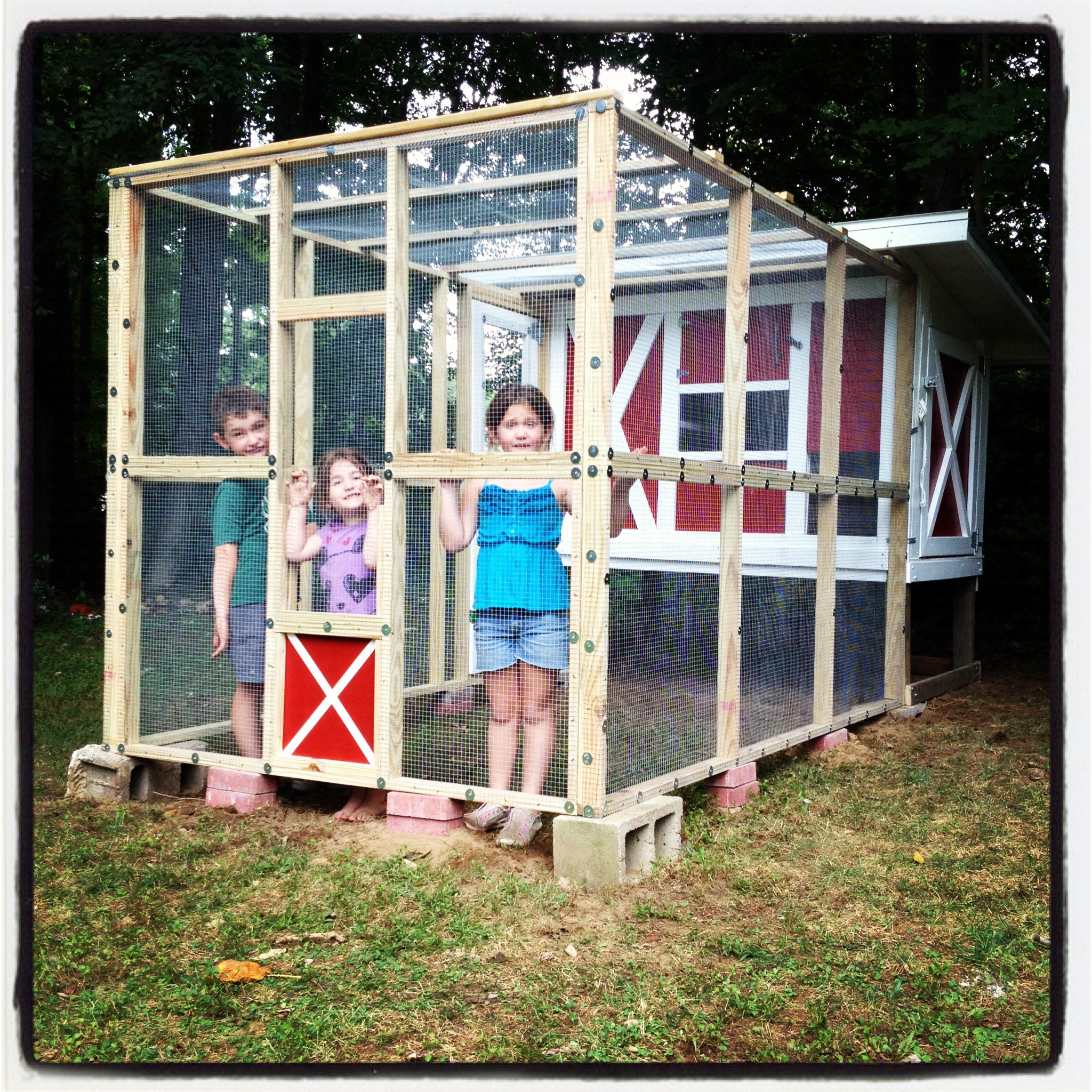 Our three chickens - bigger than expected
