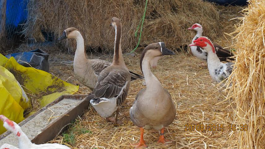 Our three Chinese geese or "oies de guinée" in French and two of our five muscovy geese or "canards de barbarie" in French.