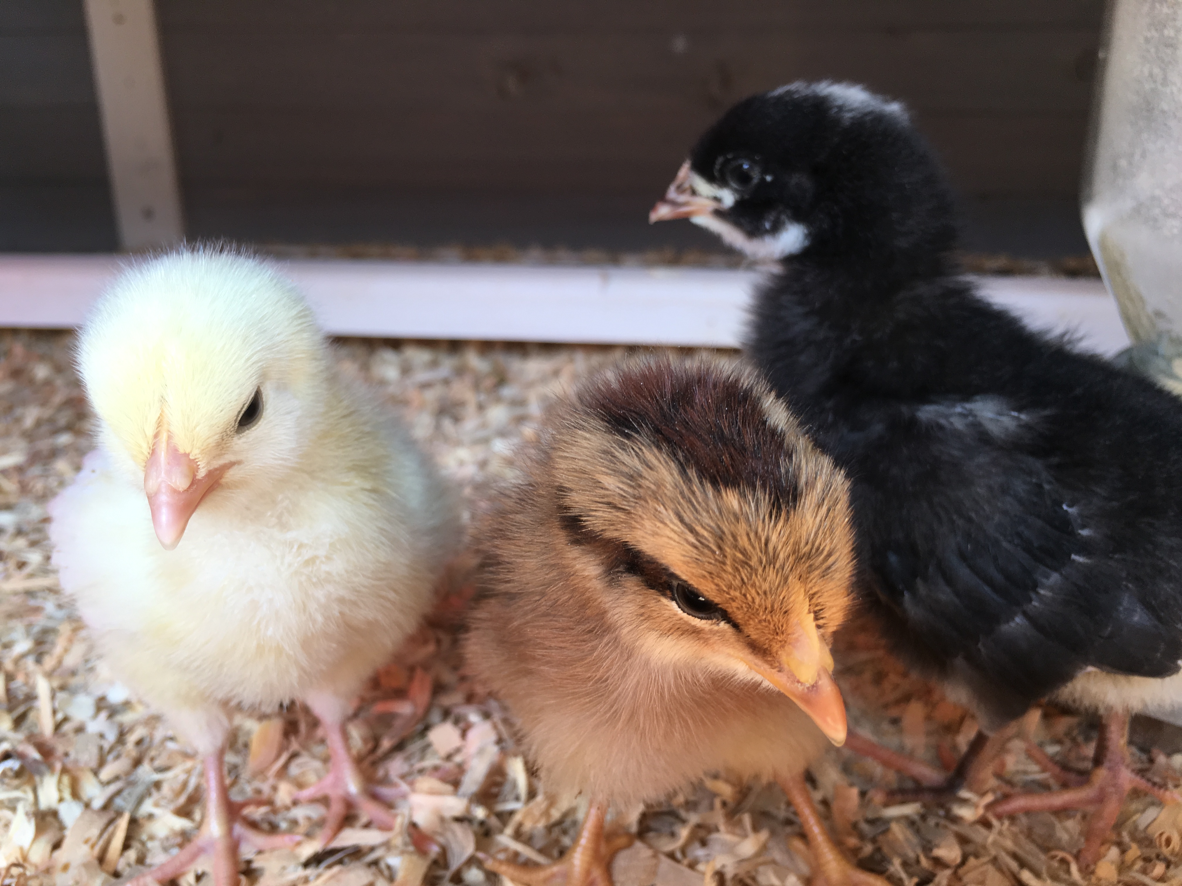 Our three girls are one week old.