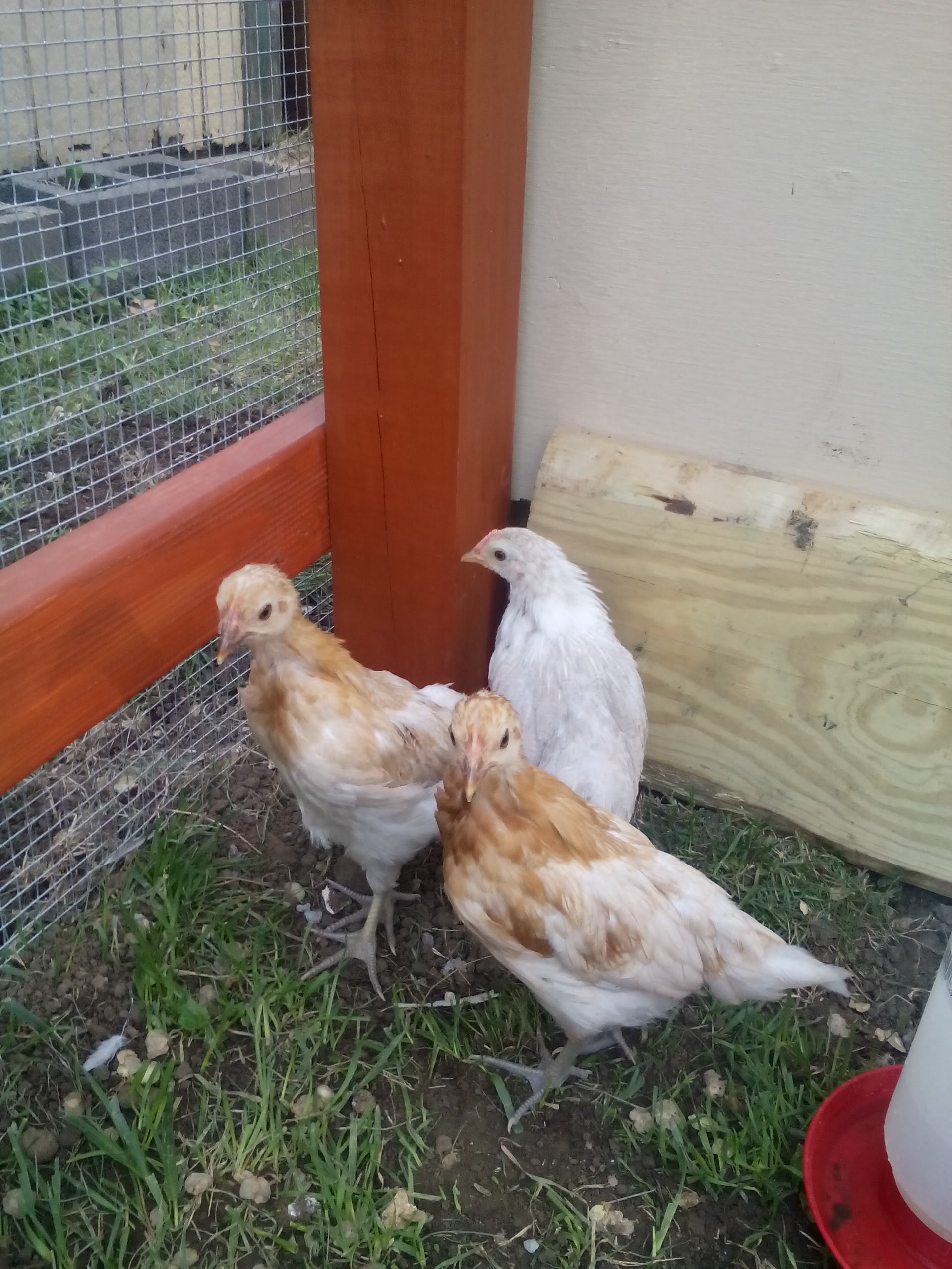 Our three older chicks. They are about 5 weeks old in this pic. From left to right we have Butterscotch, Queenie and Snow. They are a mix of Phoenix and ISA Brown. There were 6 of them originally but we are unable to keep roosters. We get 6 chicks and half of them turn out to be roos. Go figure! And one of the roosters was our favorite chick!!