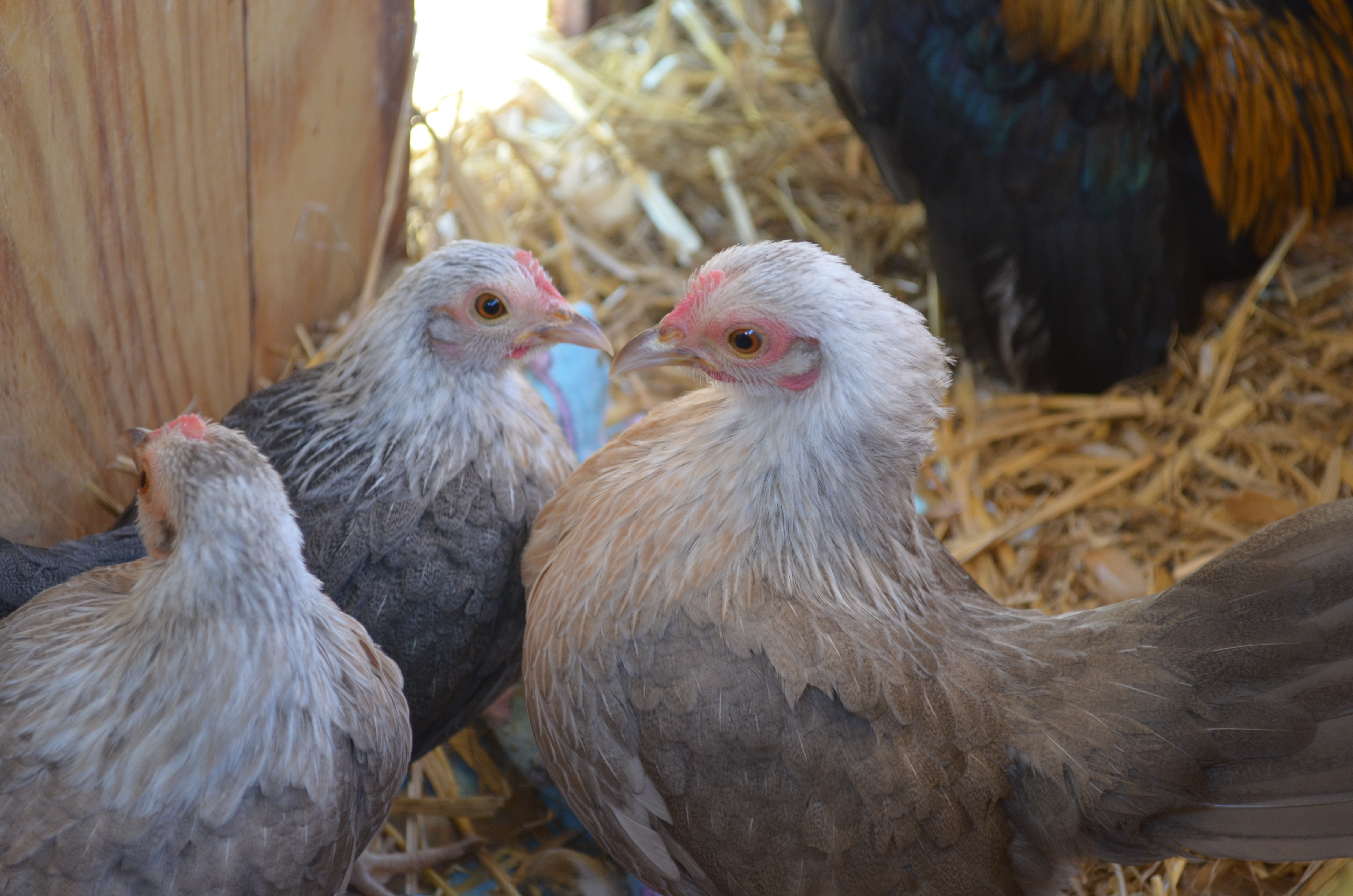 our three weird grey hens... :)