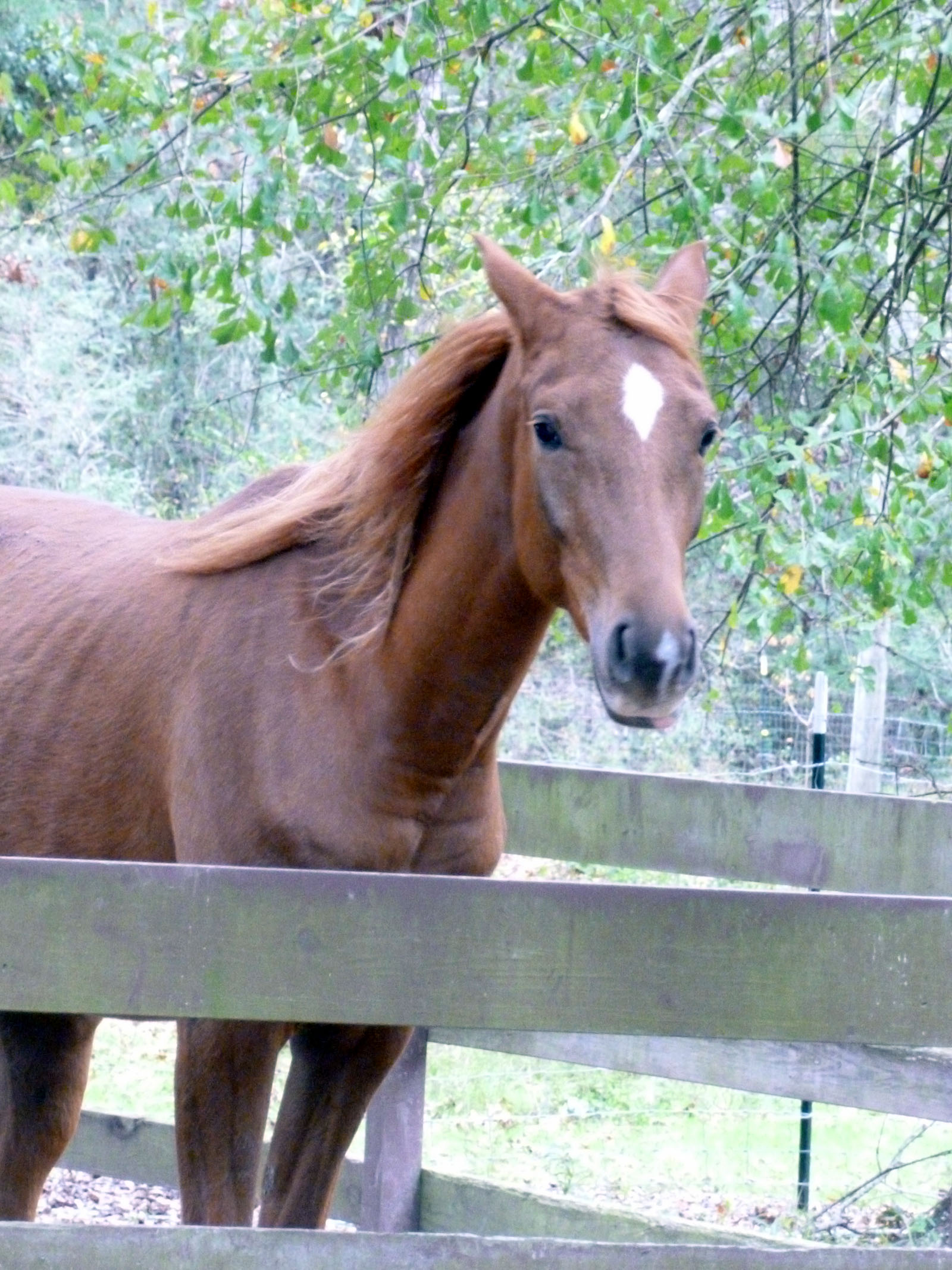 Our three year old Arabian x Quarter Horse Starlight.