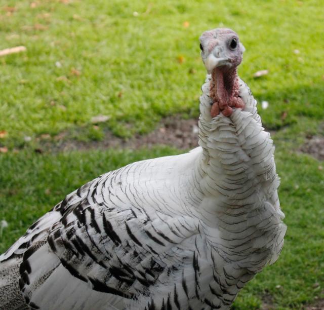 Our Tom named Tom. Royal Palm Turkey