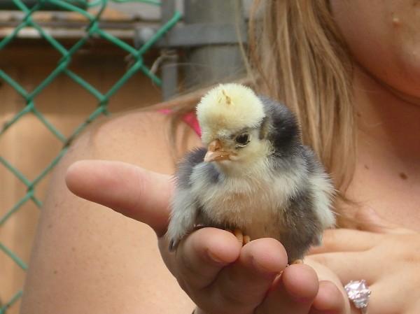 Our top hat chick.  Meet King Chicken George.  He was an extra bonus in a box with 100 Rhode Island Reds.
