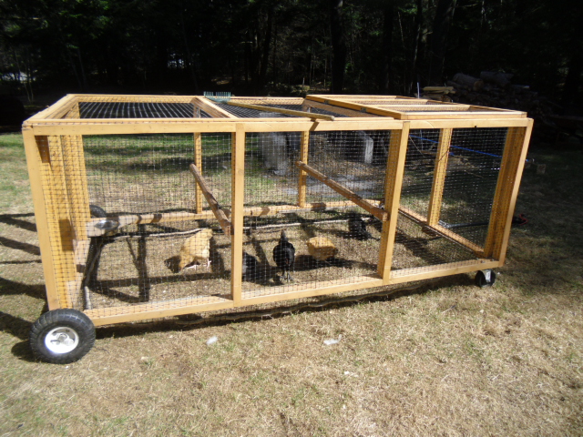 Our Tractor, with our new chic's day out!  The tractor is made w/ 2x3 lumber and is 4x8 feet.  Making it very easy to construct,  We'll be adding a nesting box on the opposite side of the water dish and on the side of the door.  On the front end (where the wagon handle is) he placed a lid cover to drop things in.