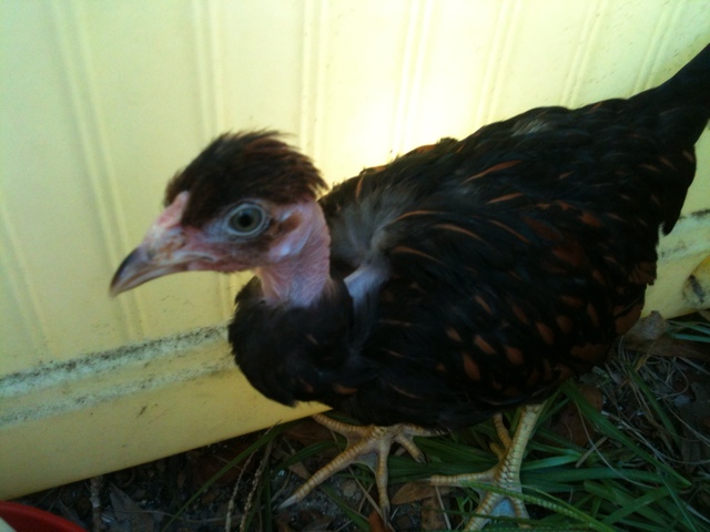 Our Turken, Excellent.  She got fowl pox right after we got her but no one else did.  She is so sweet and just getting reintegrated in to the flock.