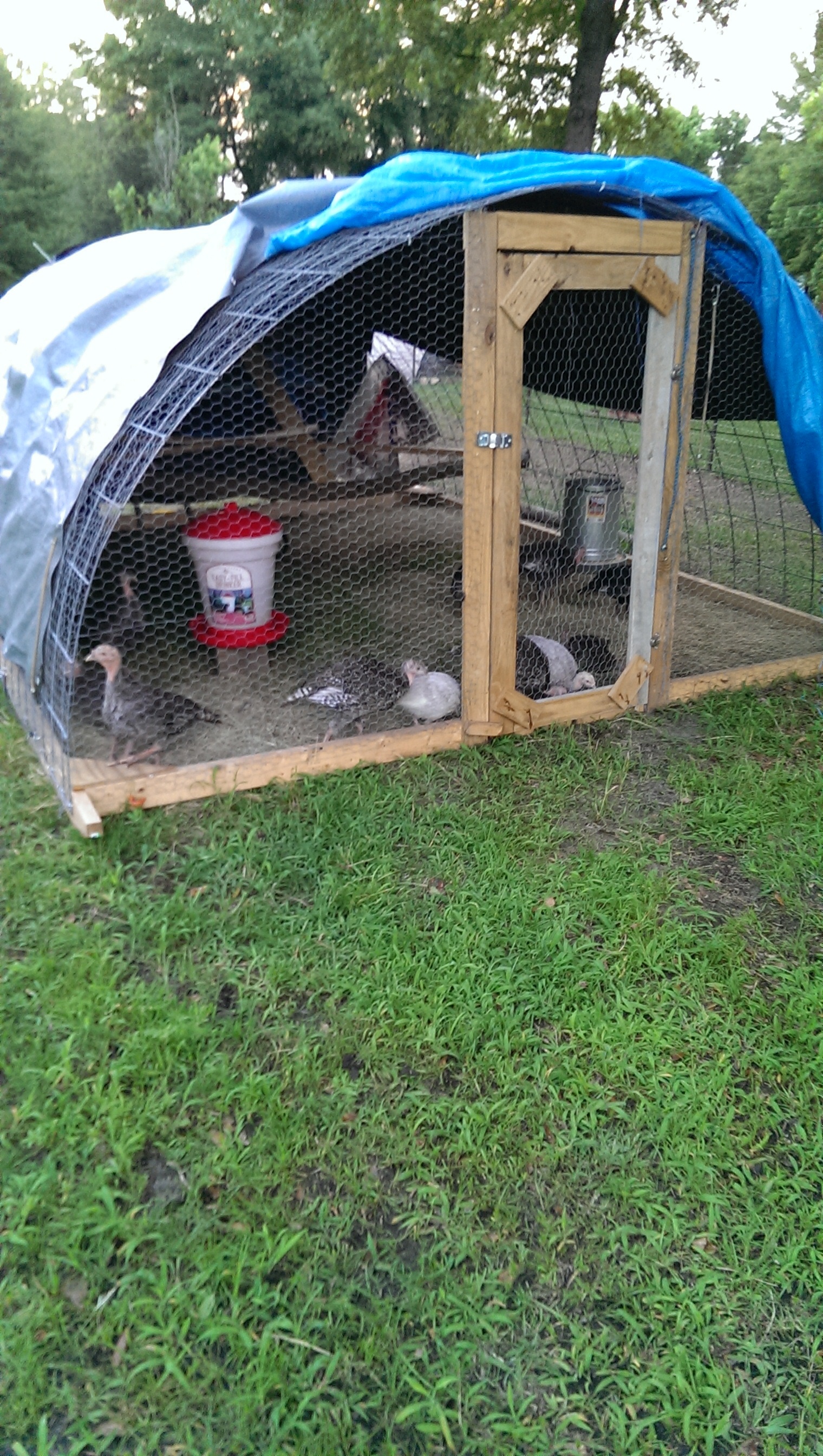 Our Turkey "Hoop Coupe". I move it every 4 days to fresh pasture. They love it.