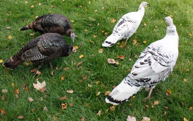 Our turkeys
