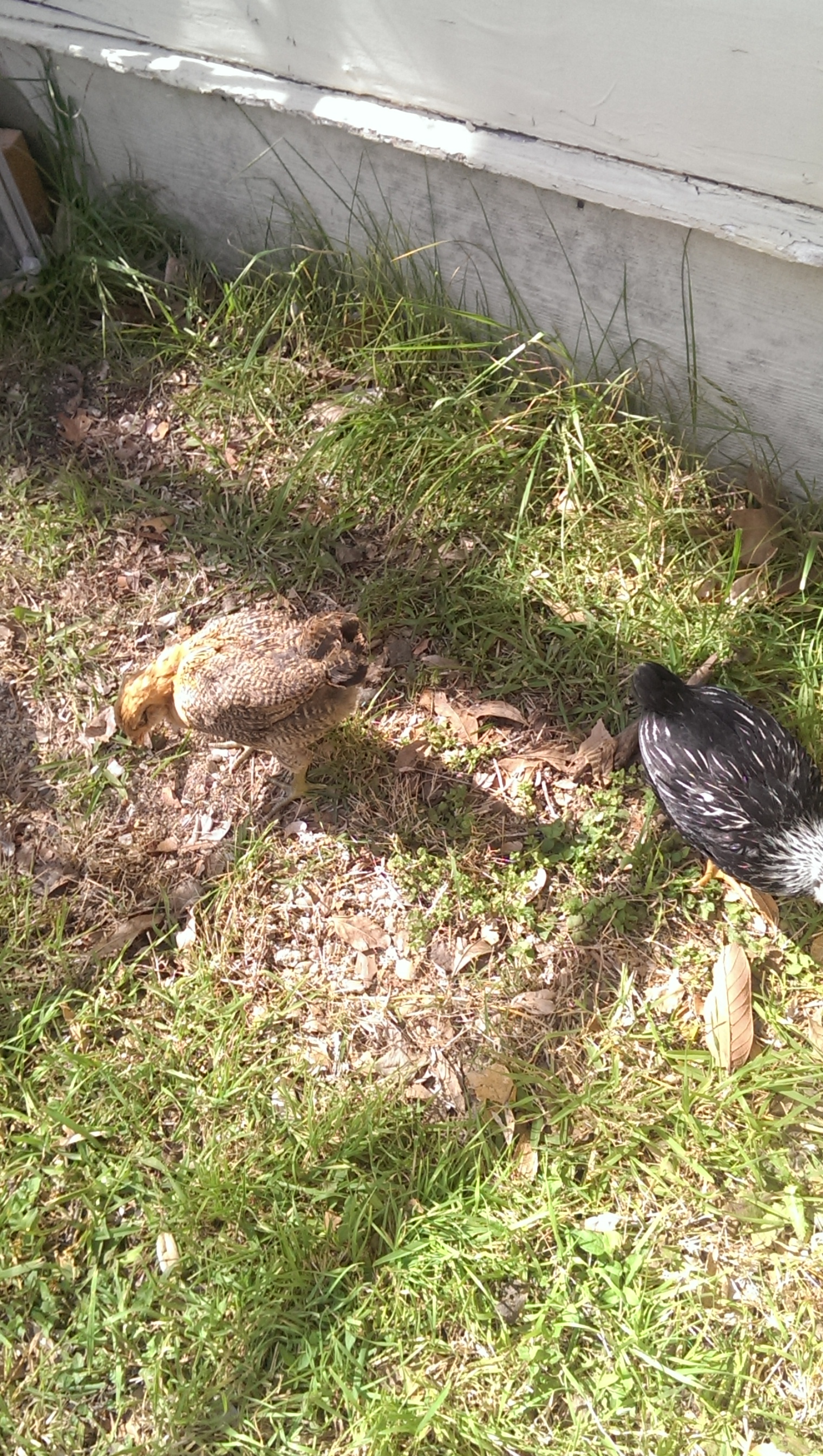 Our two Americaunas are so different, on the left in this pic is Georgia and Lady Mary is the a SL Wyndotte on the right.