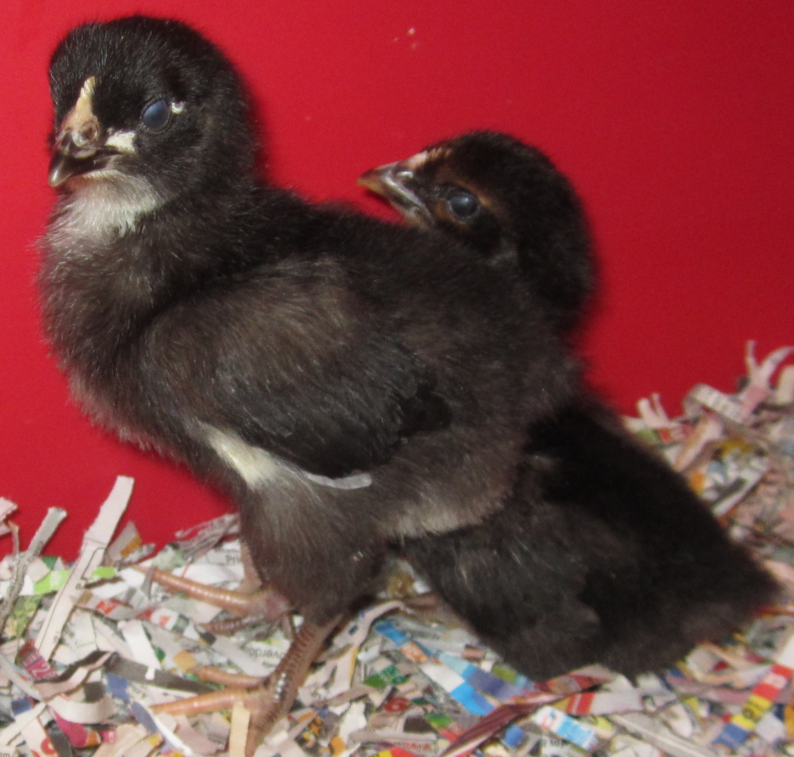 Our two baby black sex-linked chicks. I love to watch them scratch just like the big girls!