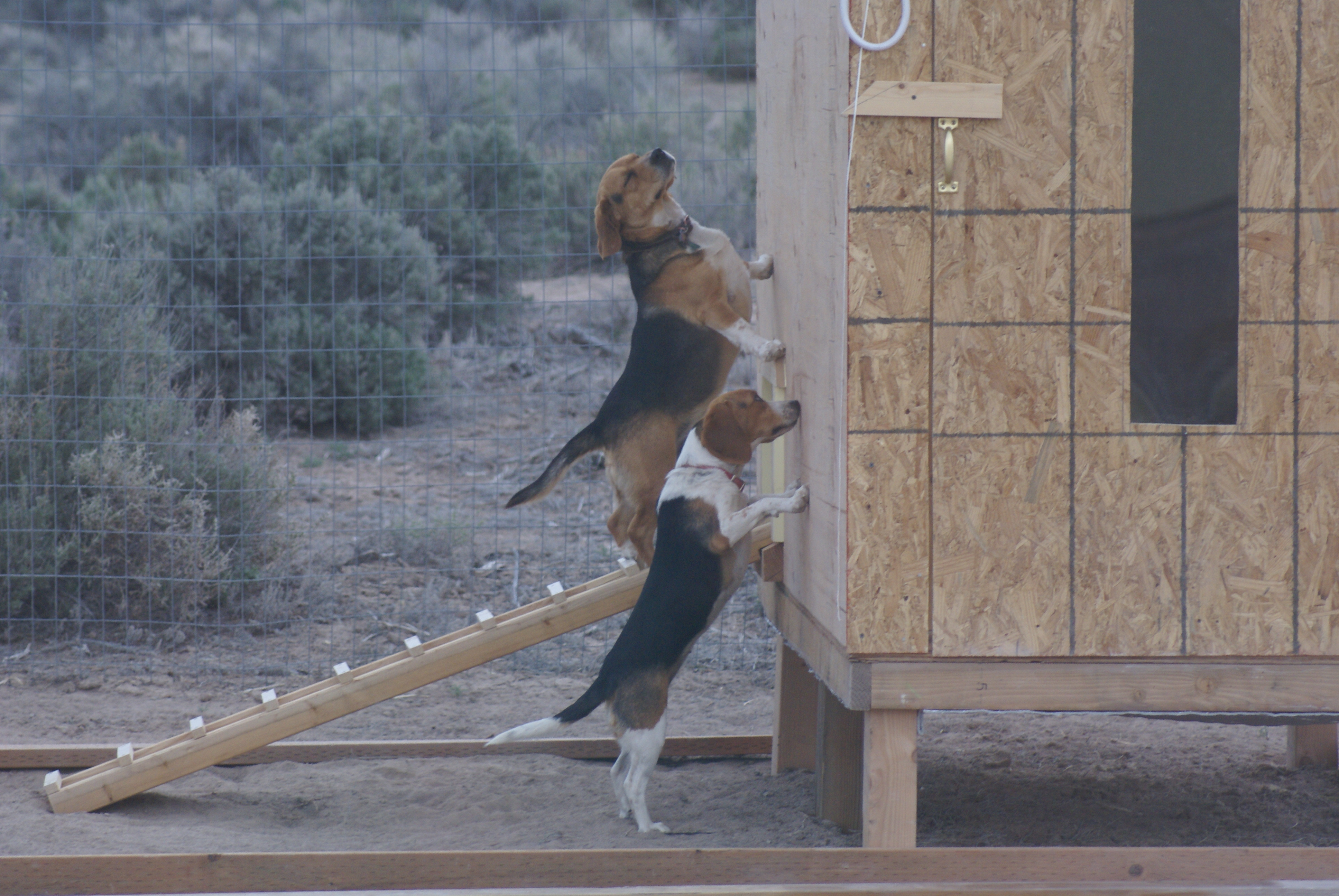 Our two beagles want in.