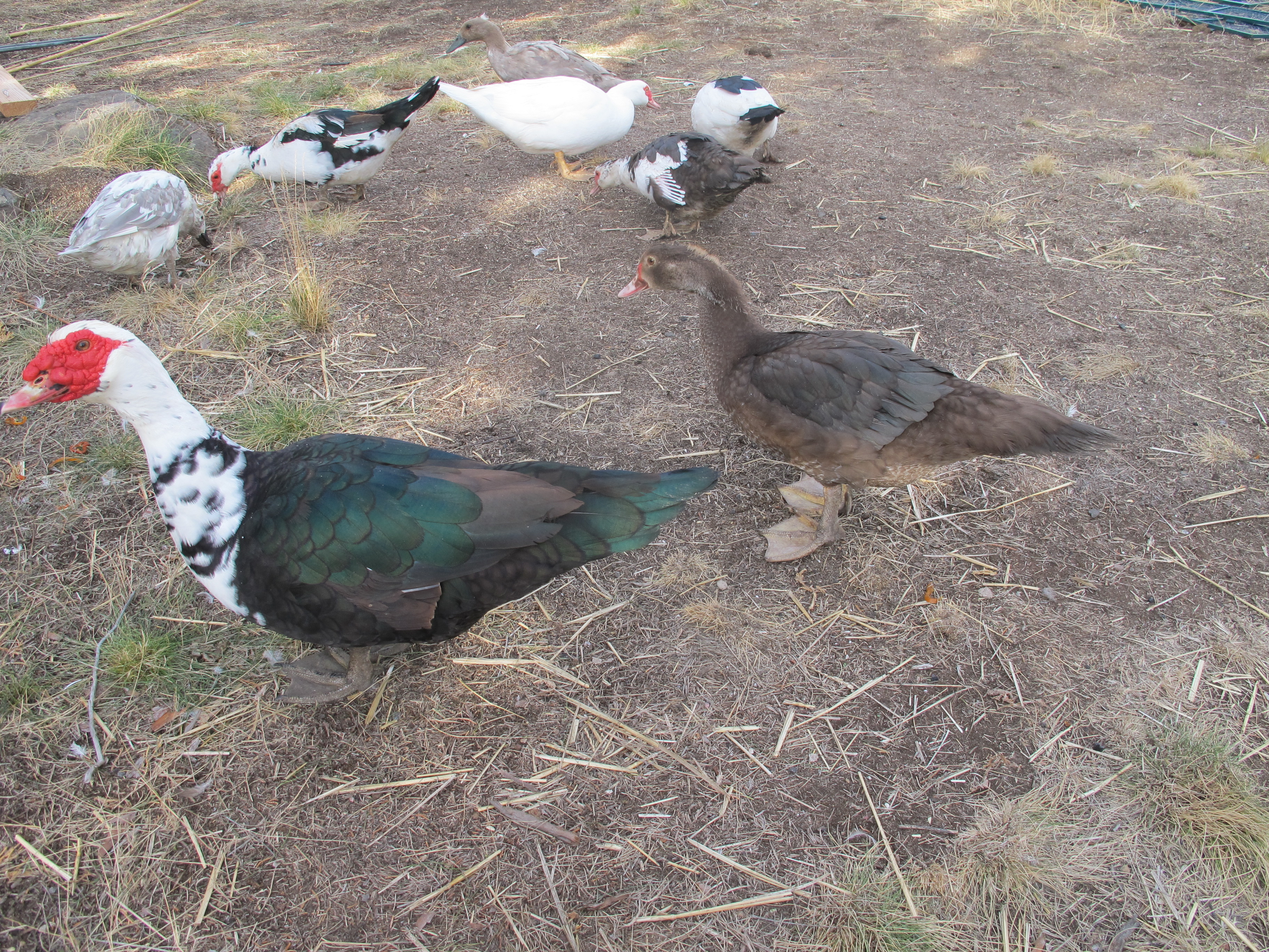 Our two males together; father and son.