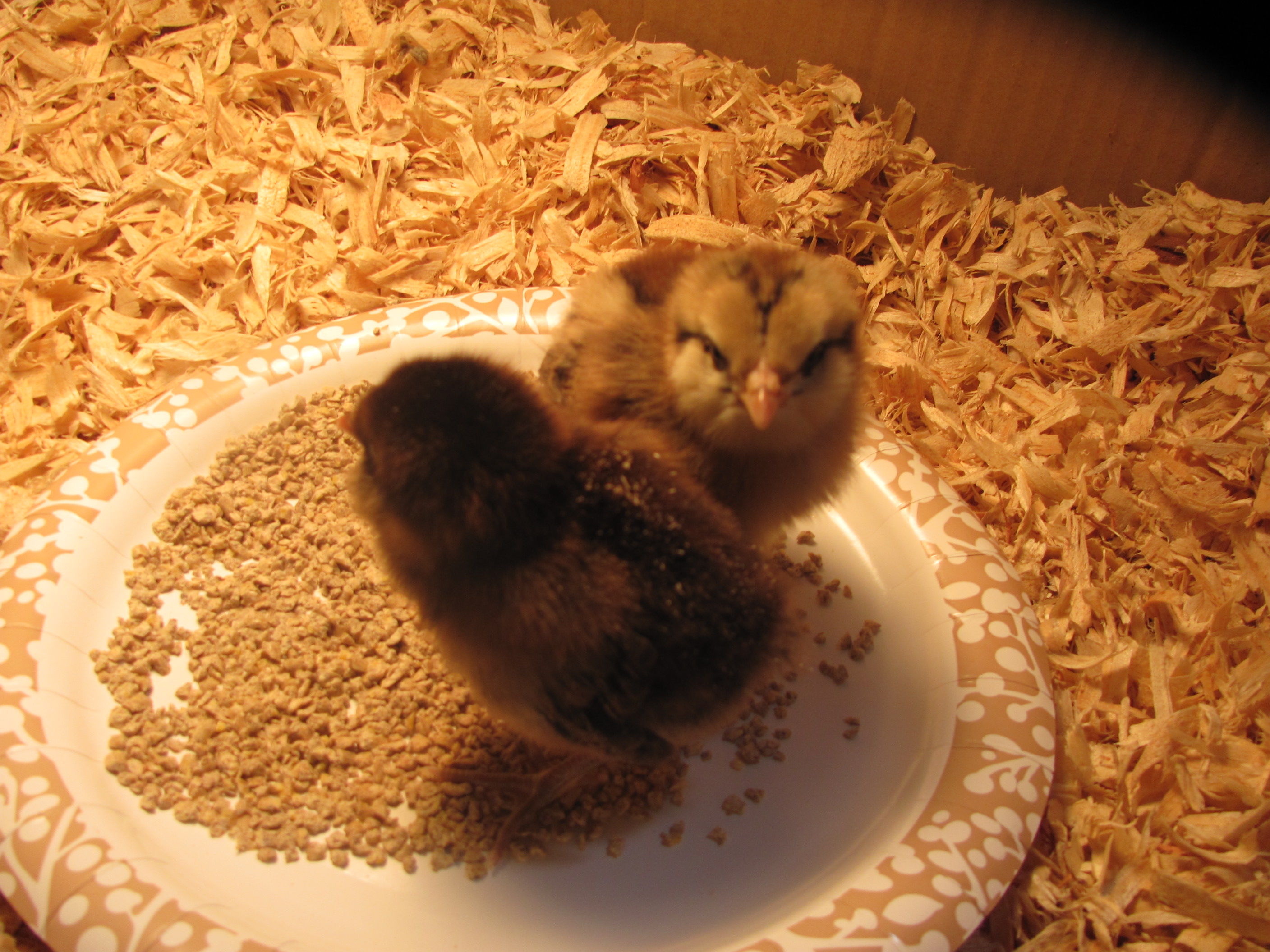 Our two new Ameraucana chicks:  The dark one is Alma and the light one is Aurora.
