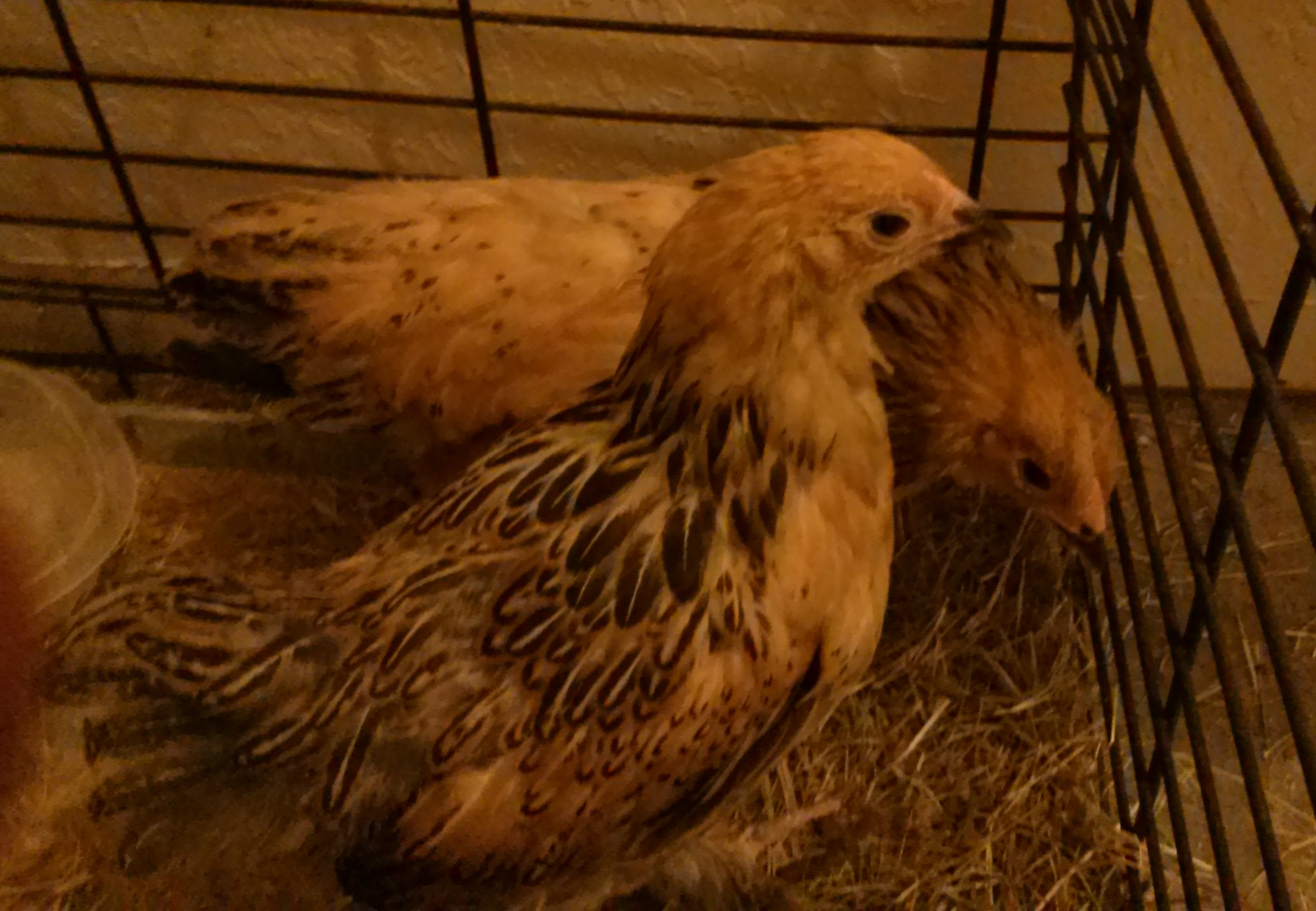 Our two new Buff Brahmas