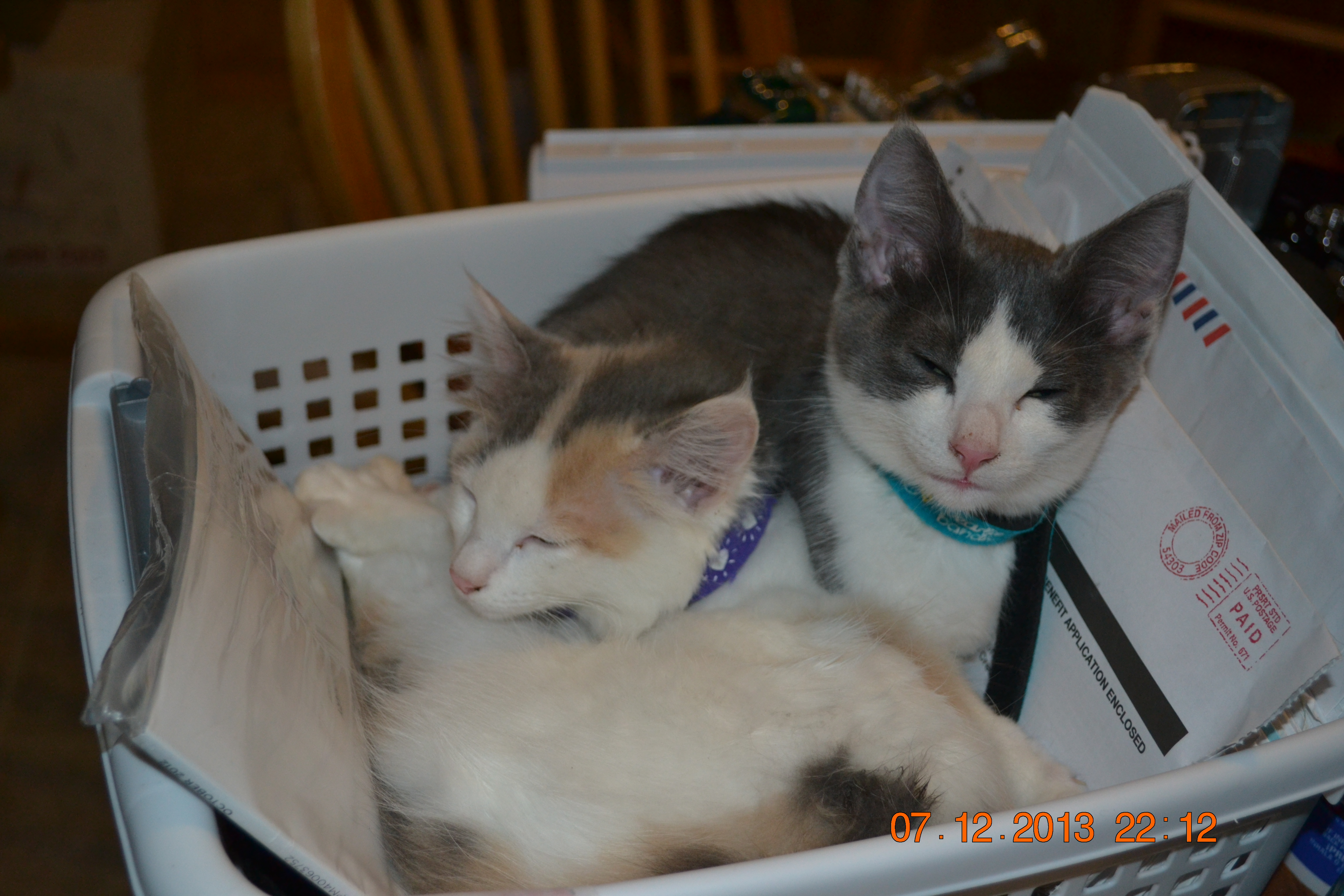 Our two newest adoptees, Willow and Spartacus.