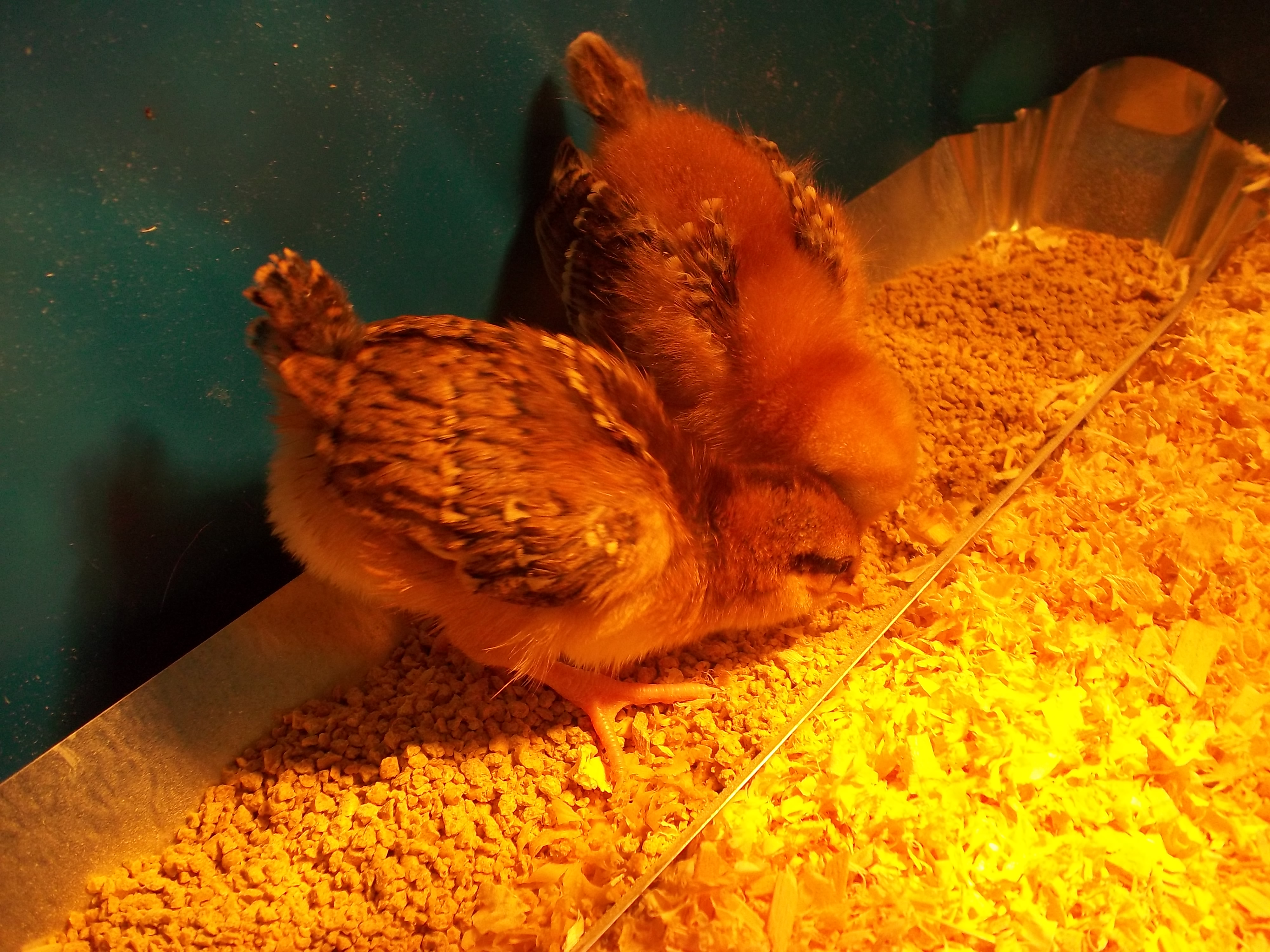 Our two Rhode Island Reds. Fluffy has a stripe on her head, and the other one is named Girl. One week old.