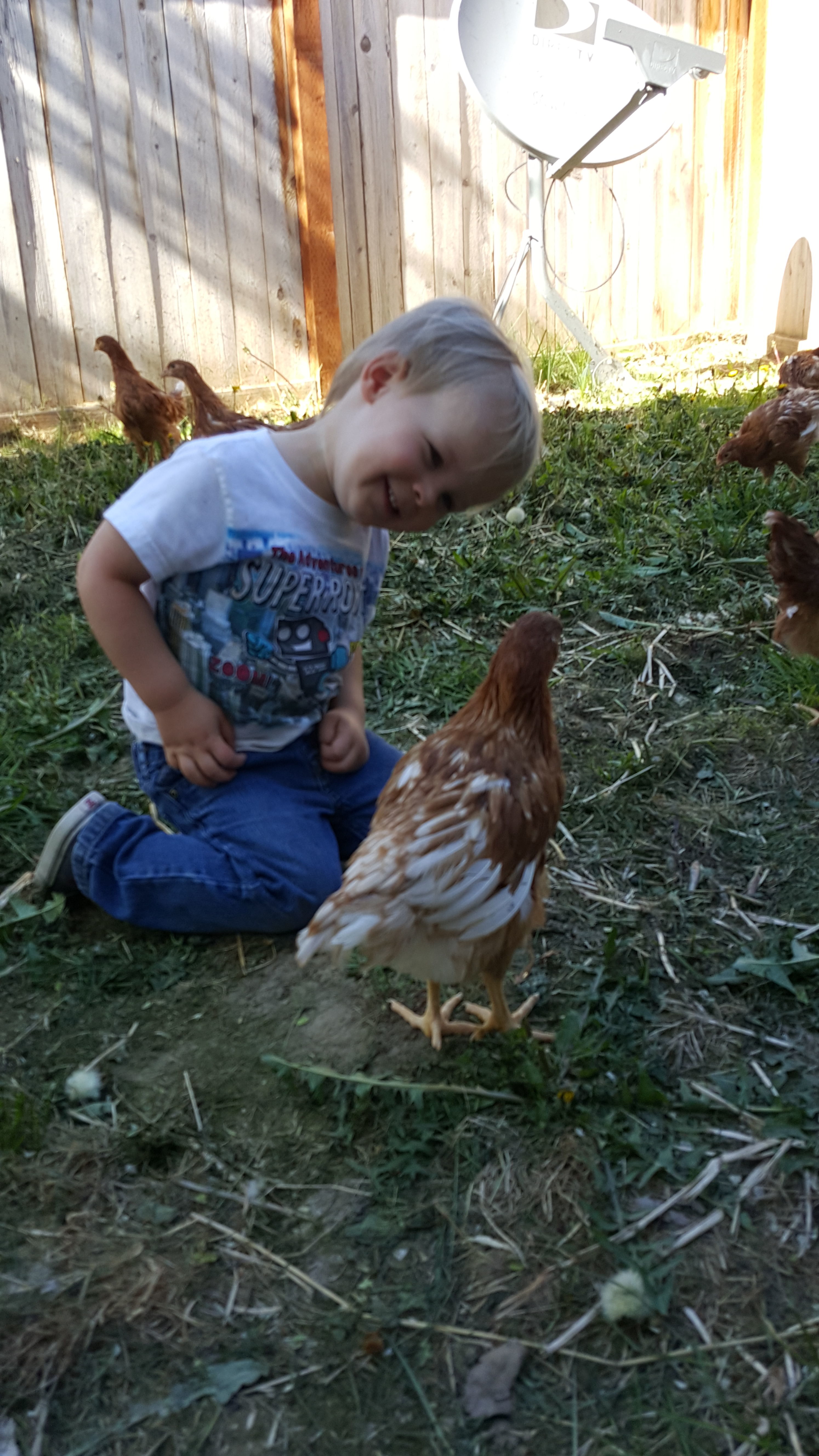 Our two year old "the chicken whisperer" with a couple of the girls